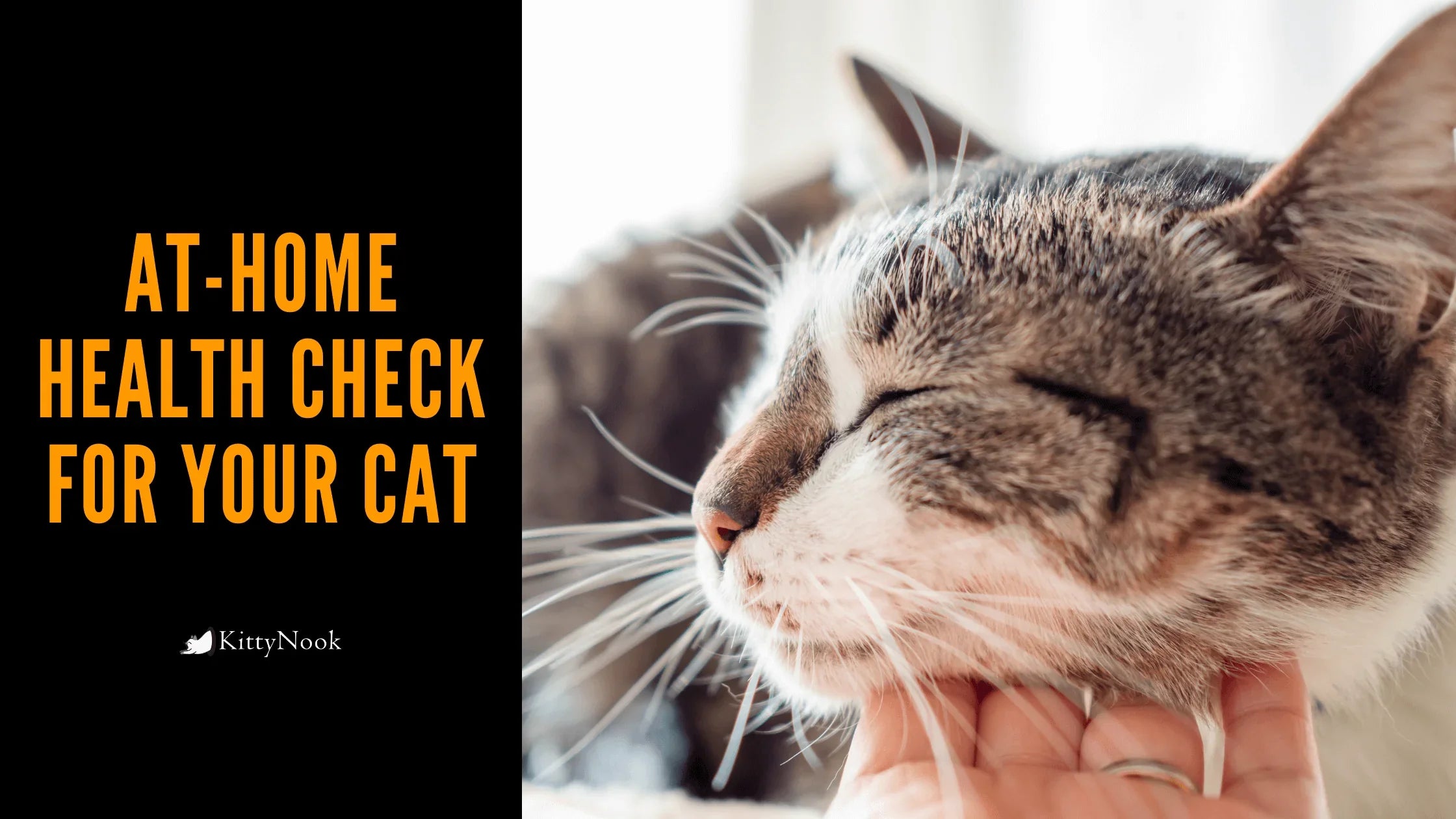 Perform At-Home Health Check To Monitor Your Cat - KittyNook Cat Company