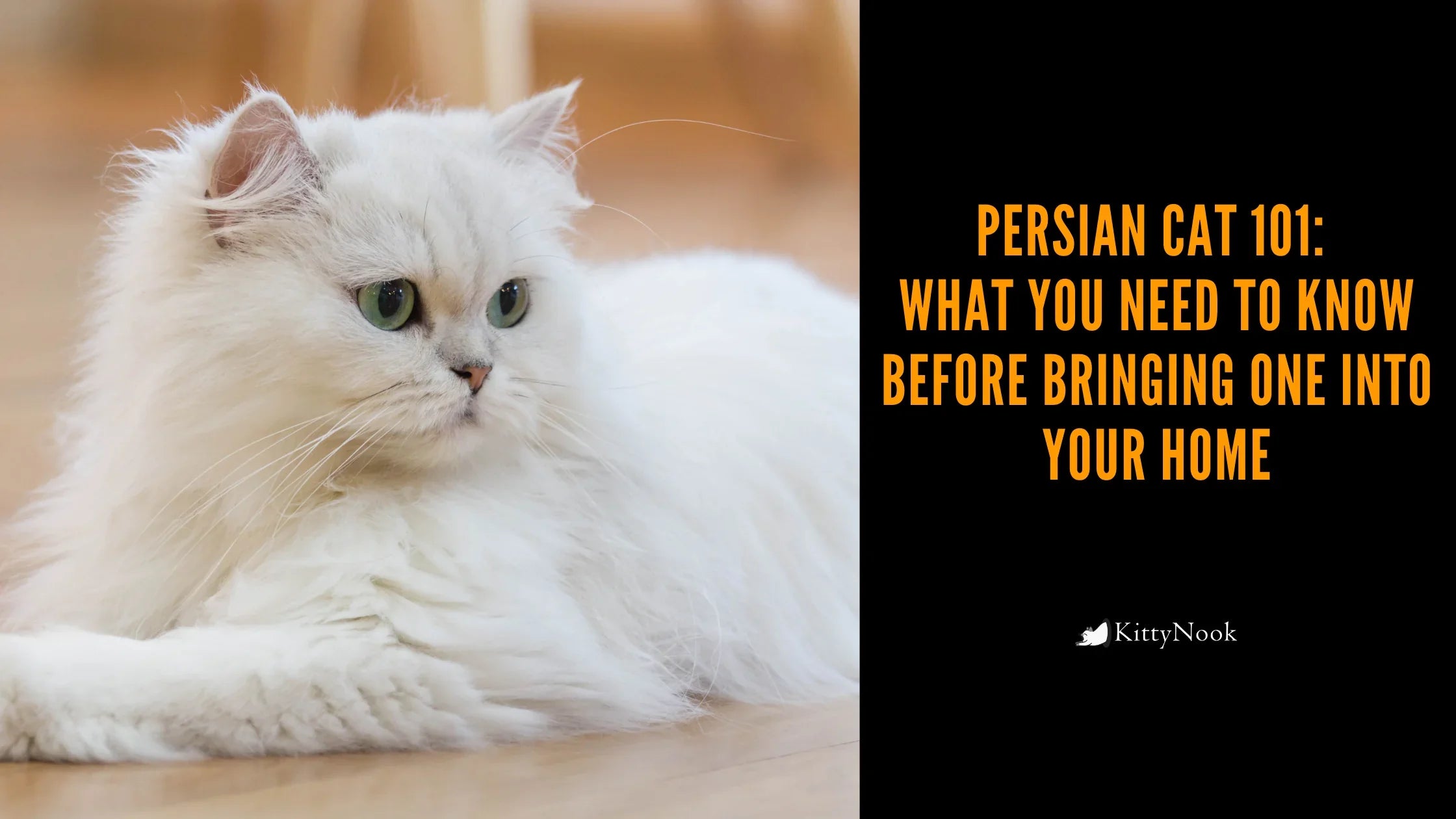 Persian Cat 101: What You Need To Know Before Bringing One into Your Home - KittyNook Cat Company