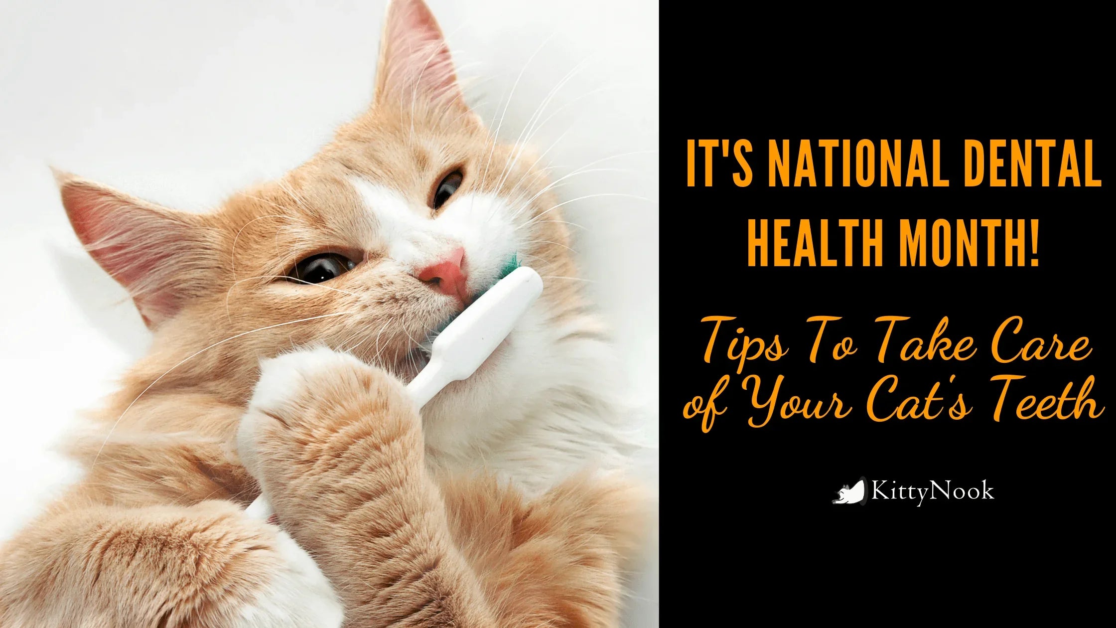 Pet Dental Health Month: Some Care Tips for Your Feline - KittyNook Cat Company