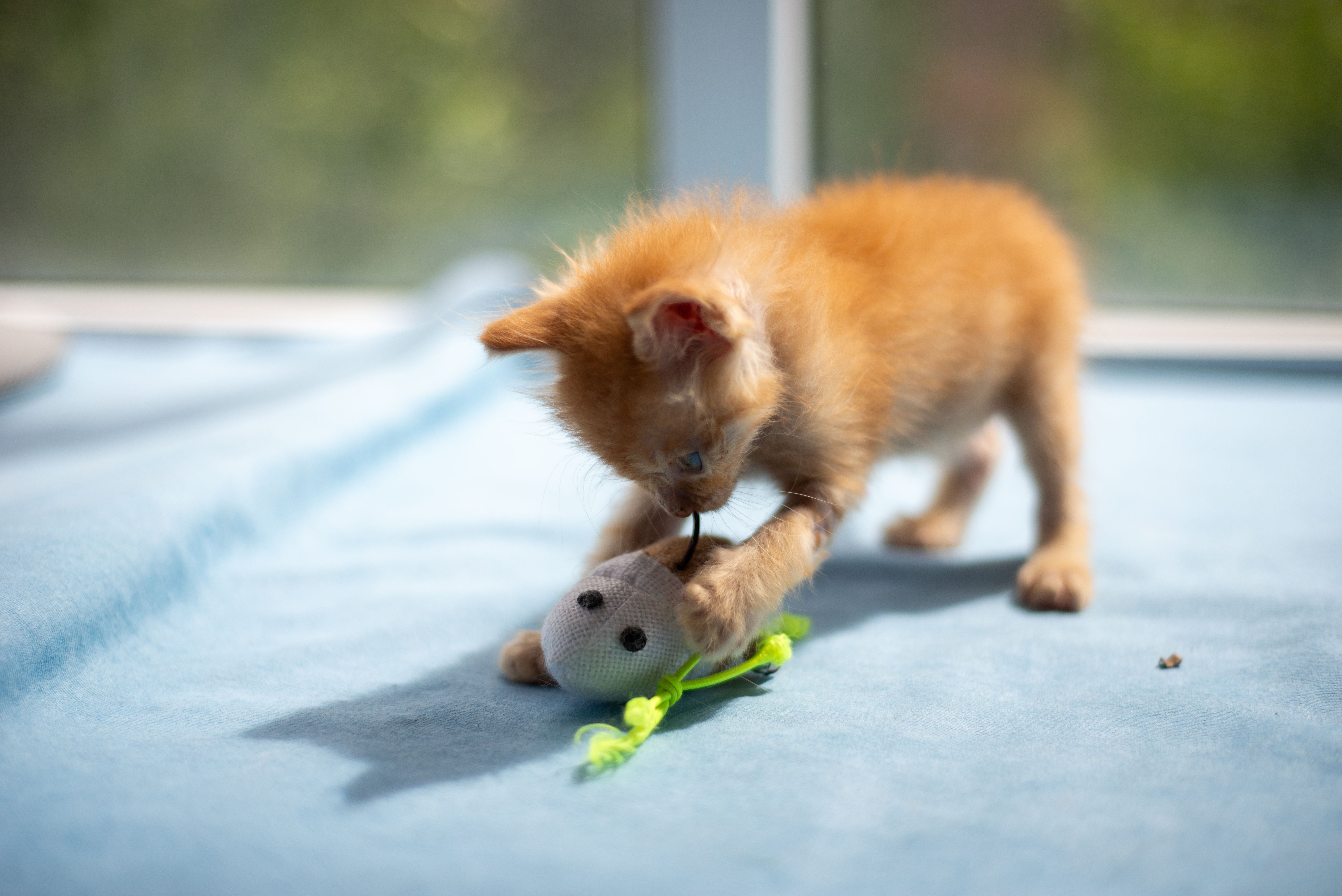 Cute kitten playing with a toy mouse on a soft blue blanket | Kitty Nook