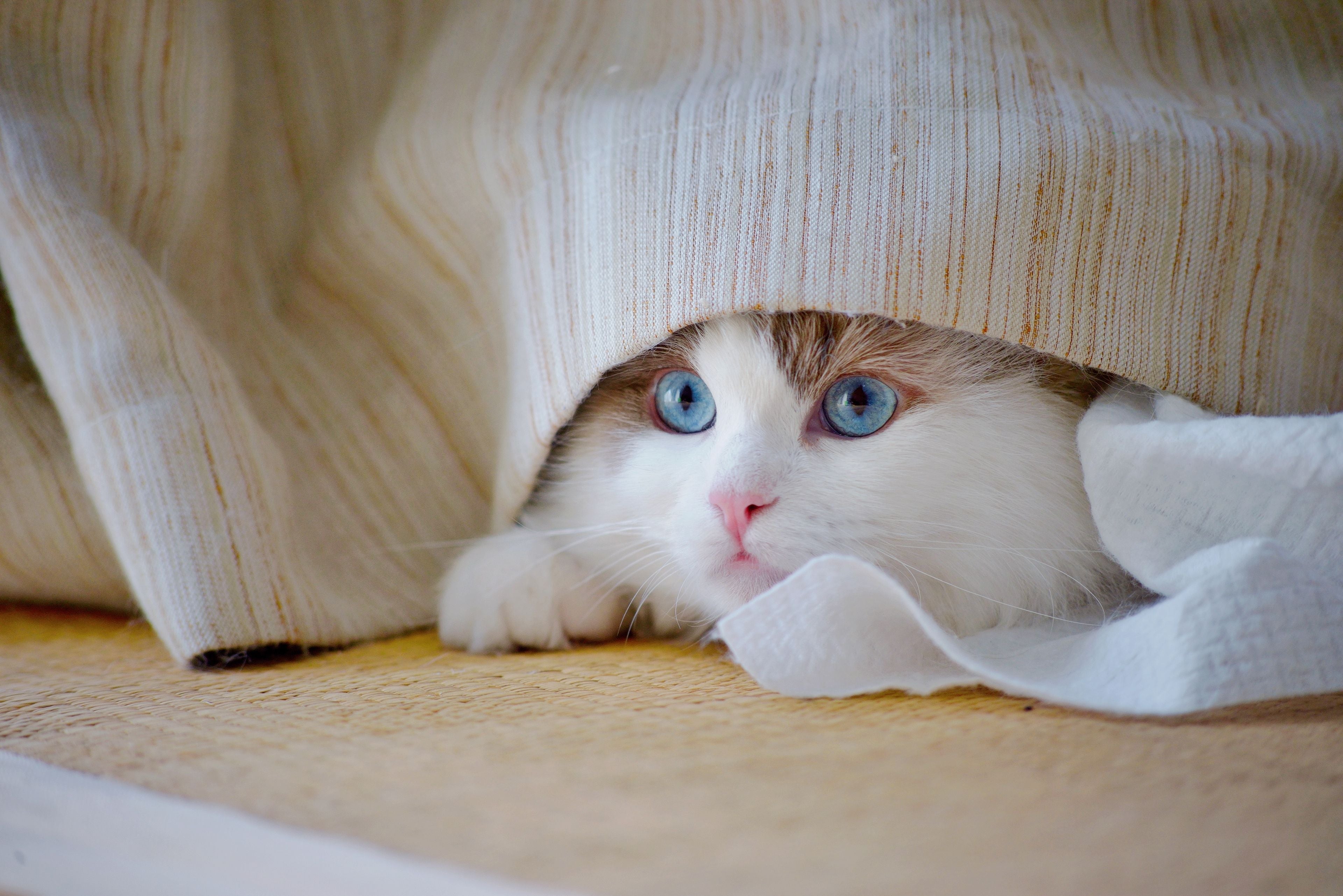 Cute Ragdoll cat with blue eyes peeking out from under a blanket indoors | Kitty Nook