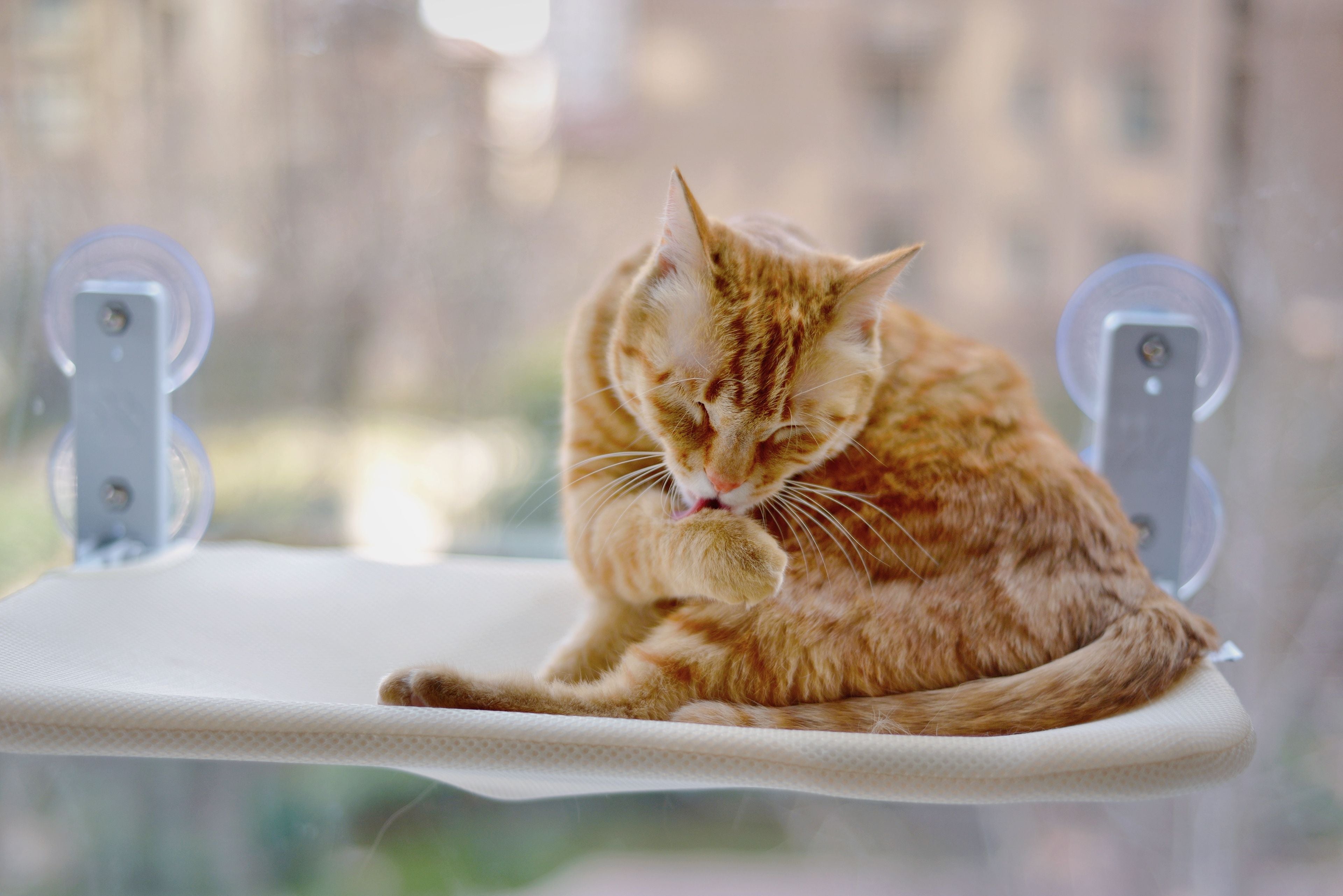 Space-Saving Cat Window Seats for Small Apartments | Kitty Nook