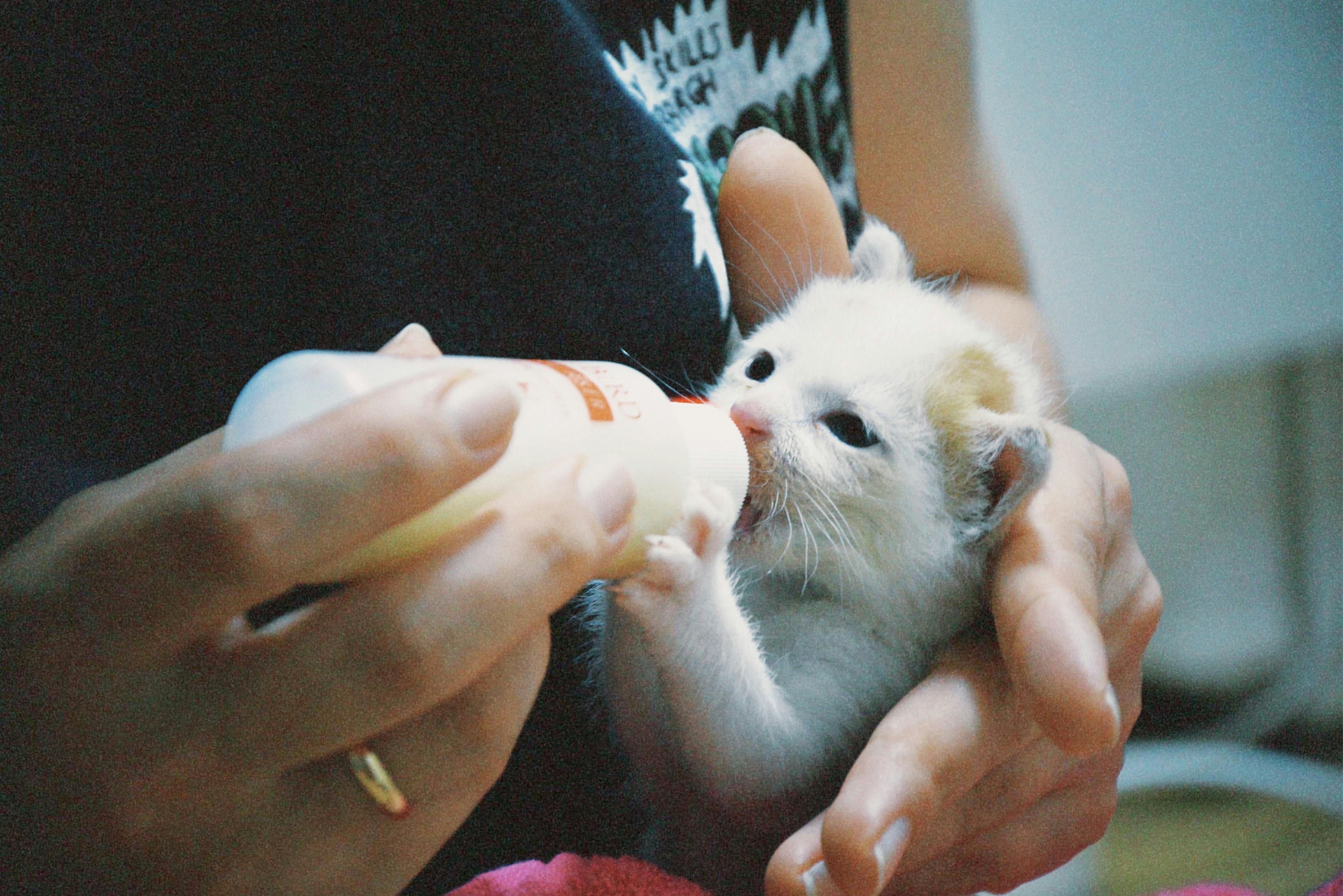A person bottle-feeding a small kitten | Kitty Nook