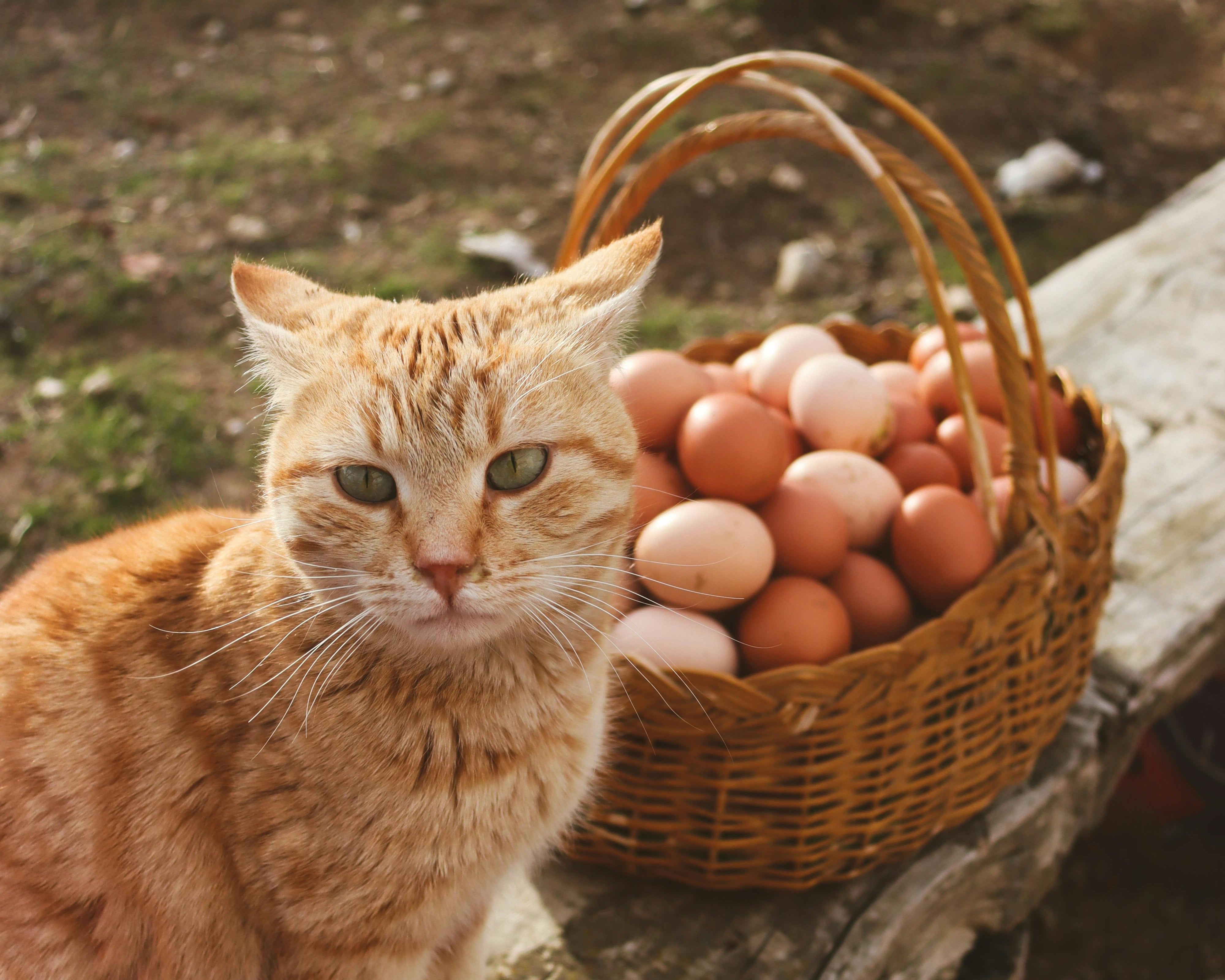 Cat and eggs in the basket | Kitty Nook