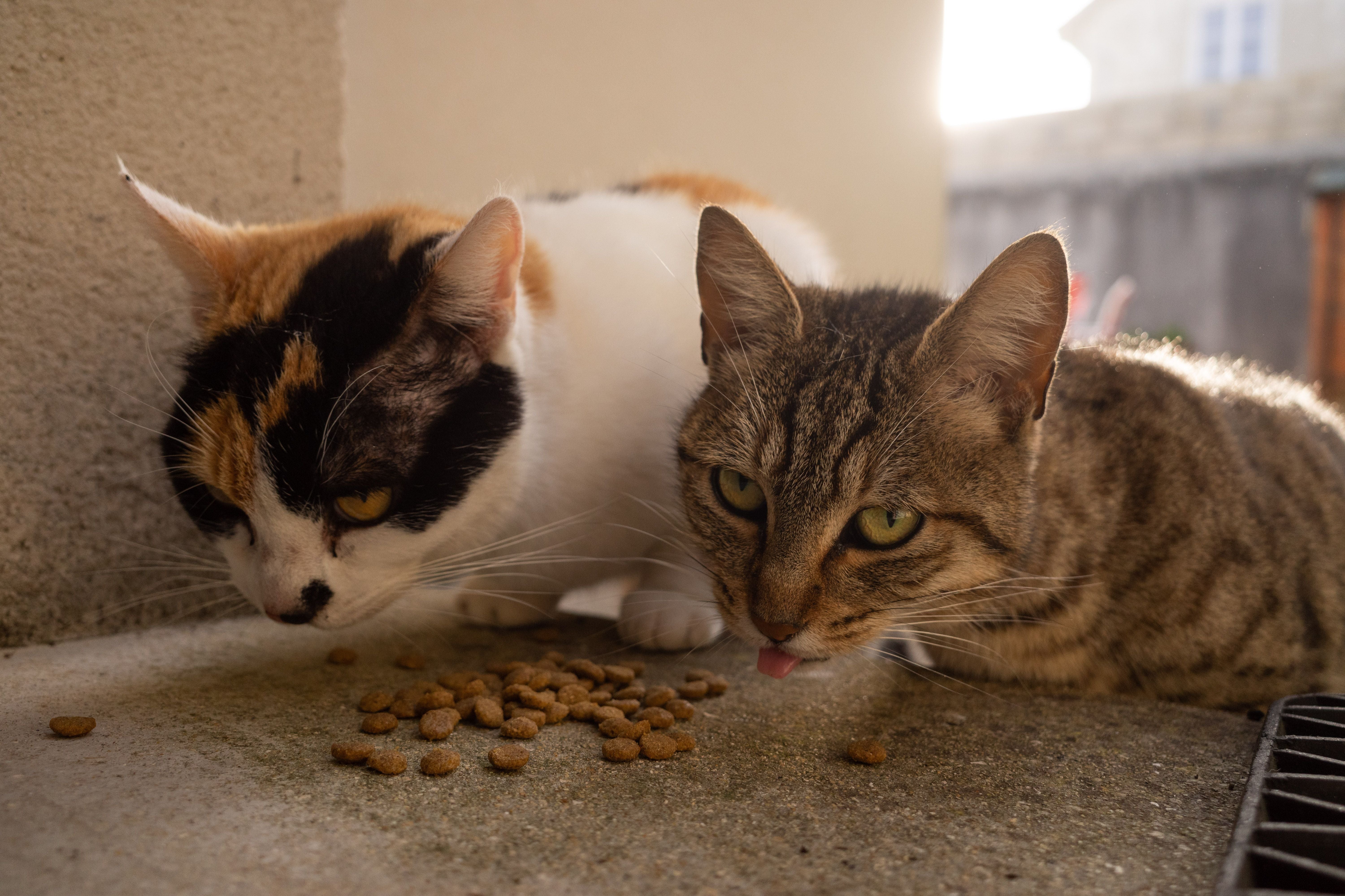 Close-up of two cats eating dry food outside in sunlight | Kitty Nook
