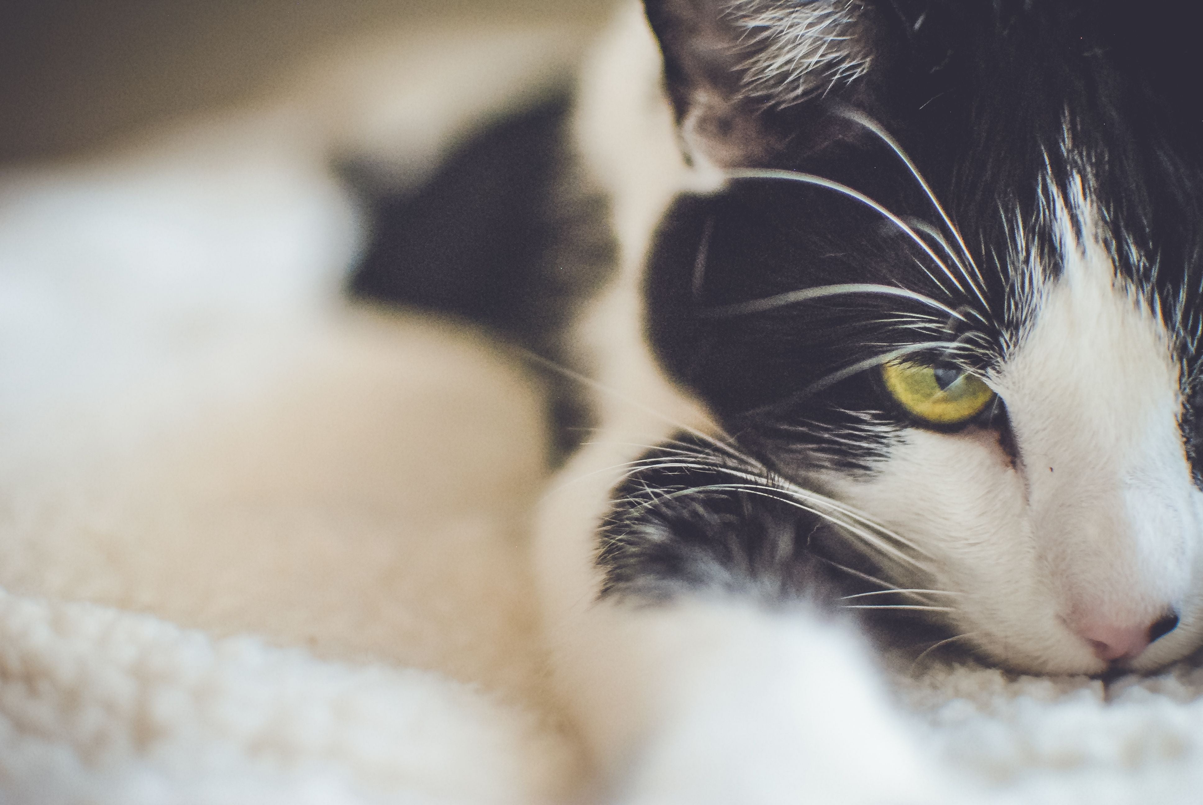 A relaxed black and white domestic cat with yellow eyes, close-up view | Kitty Nook