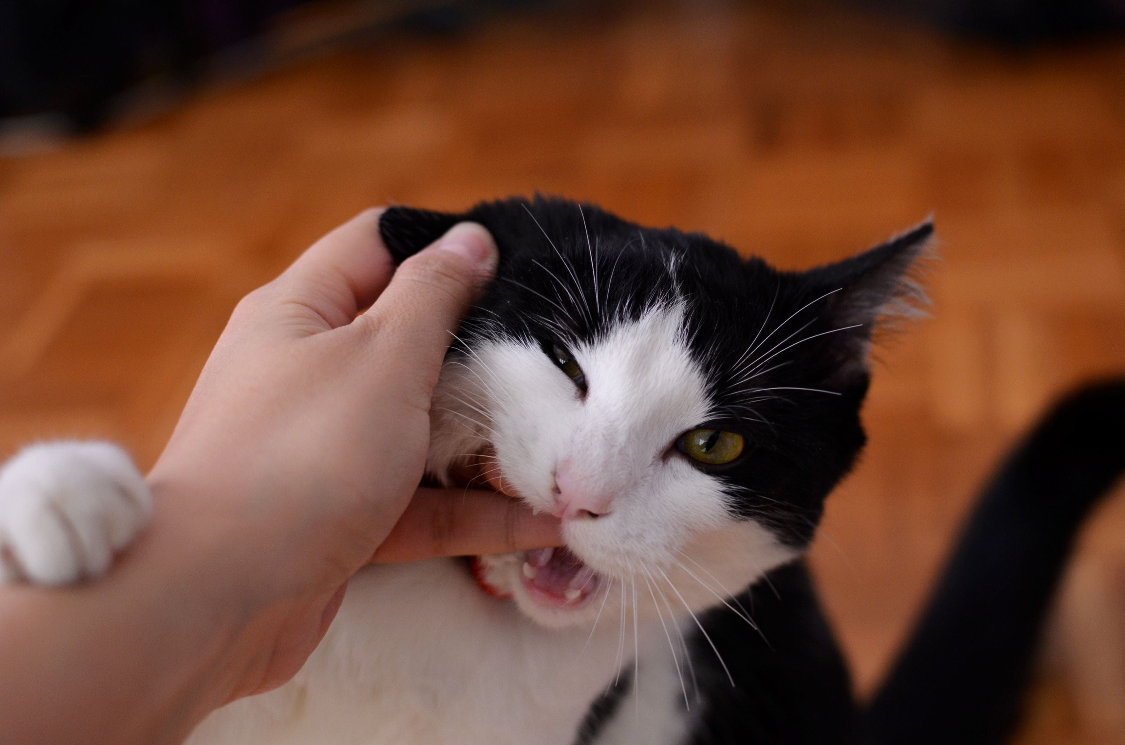 Close-up of a black and white kitten playfully biting a person's finger | Kitty Nook