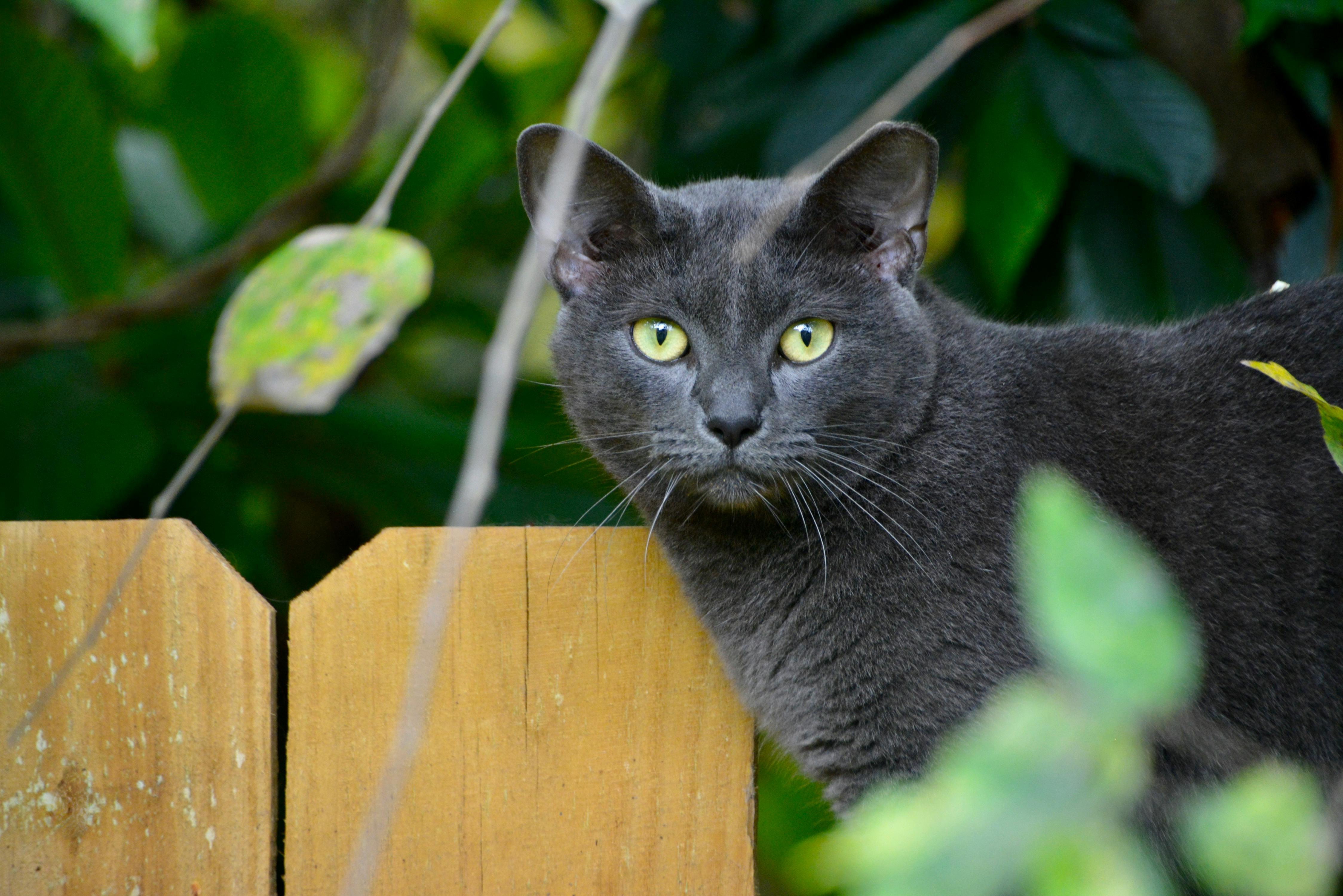 Russian Blue Cat on Wooden Fence | Kitty Nook