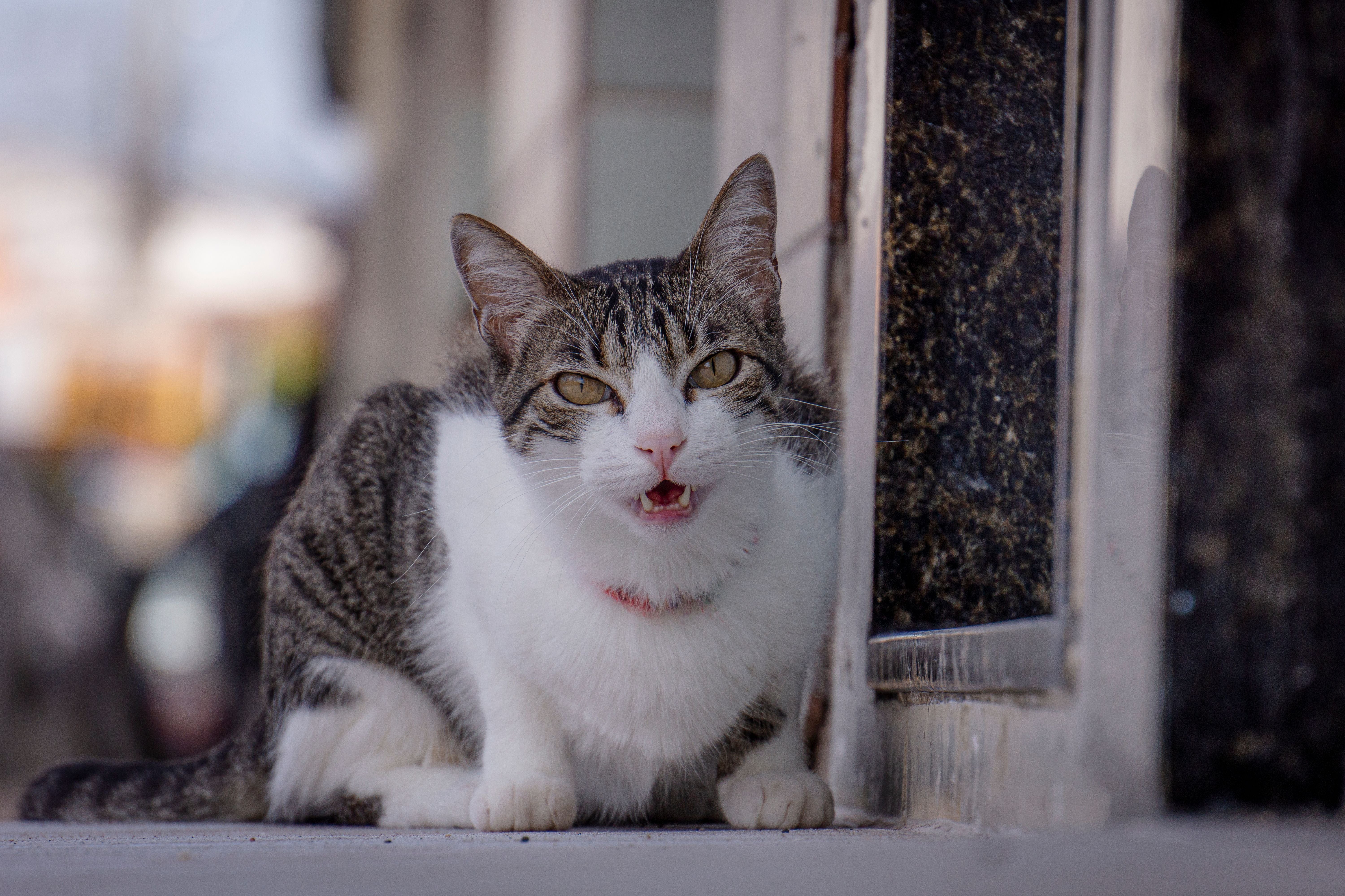 A calm tabby cat resting outdoors by an urban doorstep | Kitty Nook
