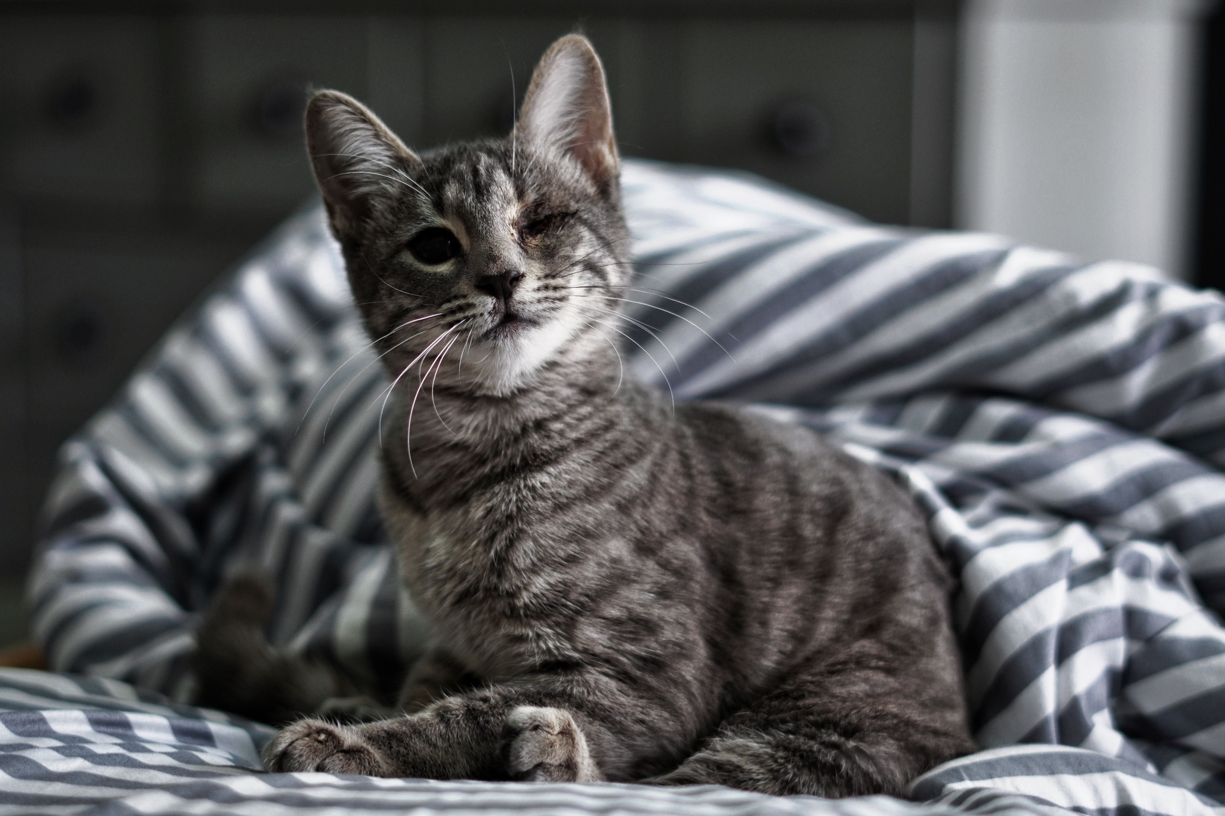 Charming gray tabby cat winking while lounging on comfortable striped bedding | Kitty Nook