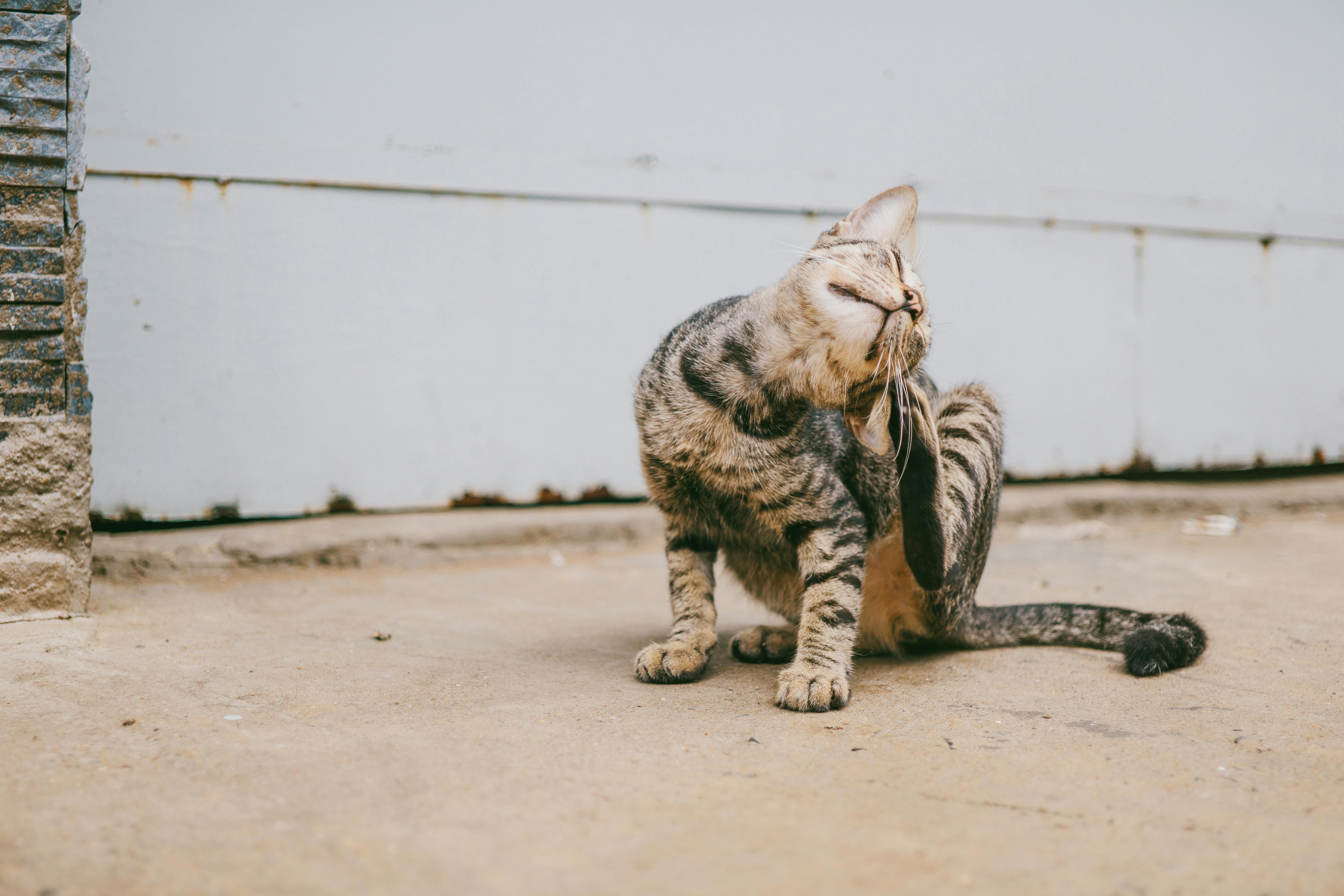 A cute tabby cat scratches its face | Kitty Nook