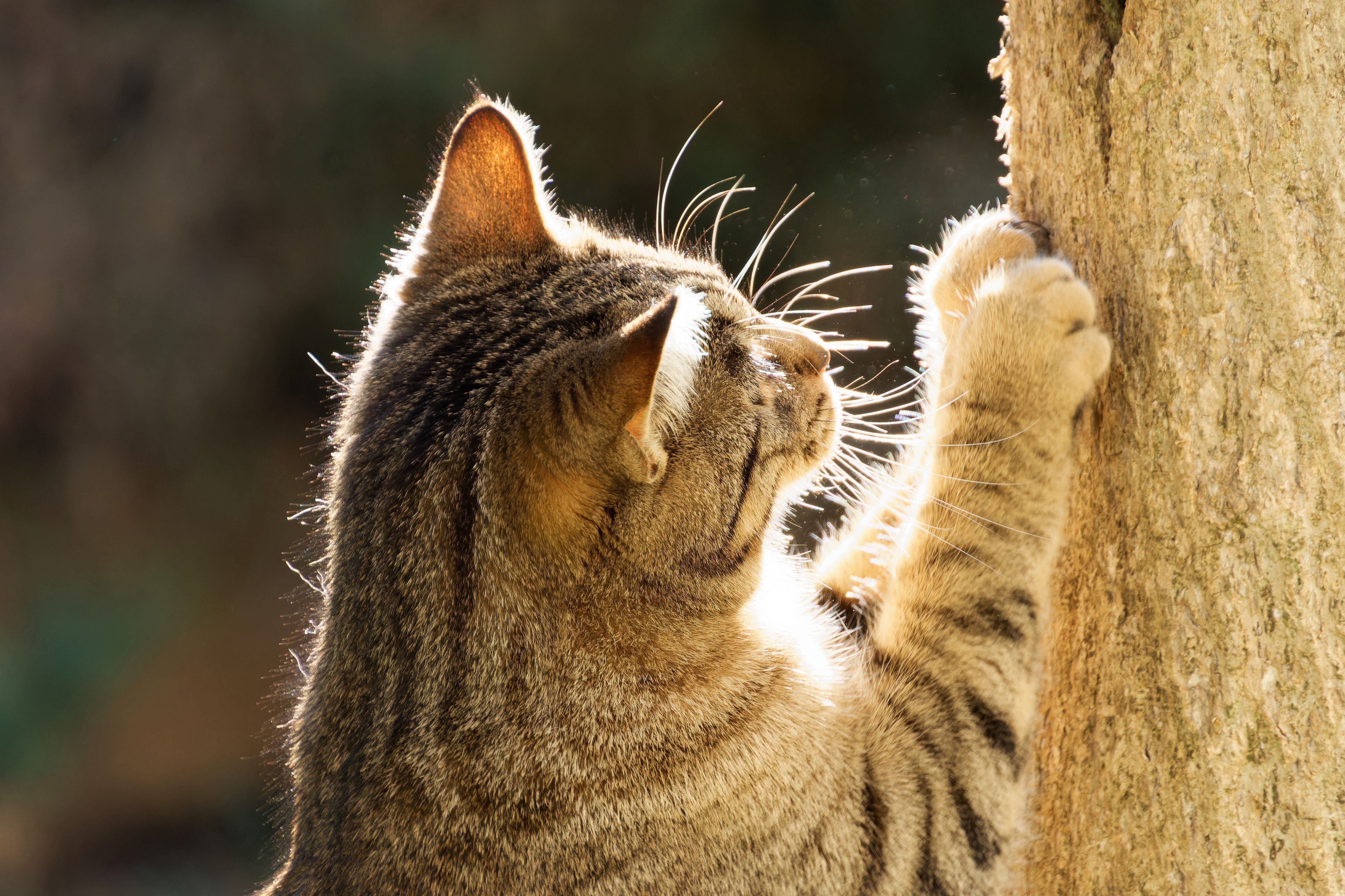 Profile of a tabby cat scratching a tree, with sunlight highlighting its fur | Kitty Nook