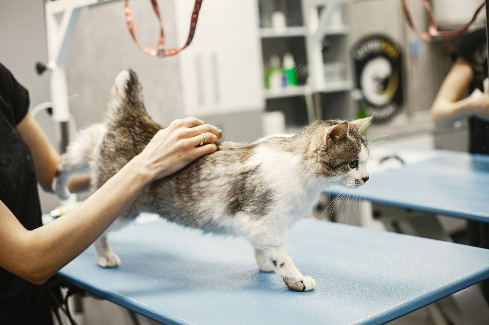 Stress-Free Cat Grooming at Home Made Simple – KittyNook Cat Co.