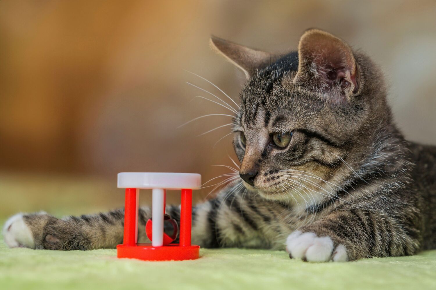 A kitten is playing with a toy | Kitty Nook 