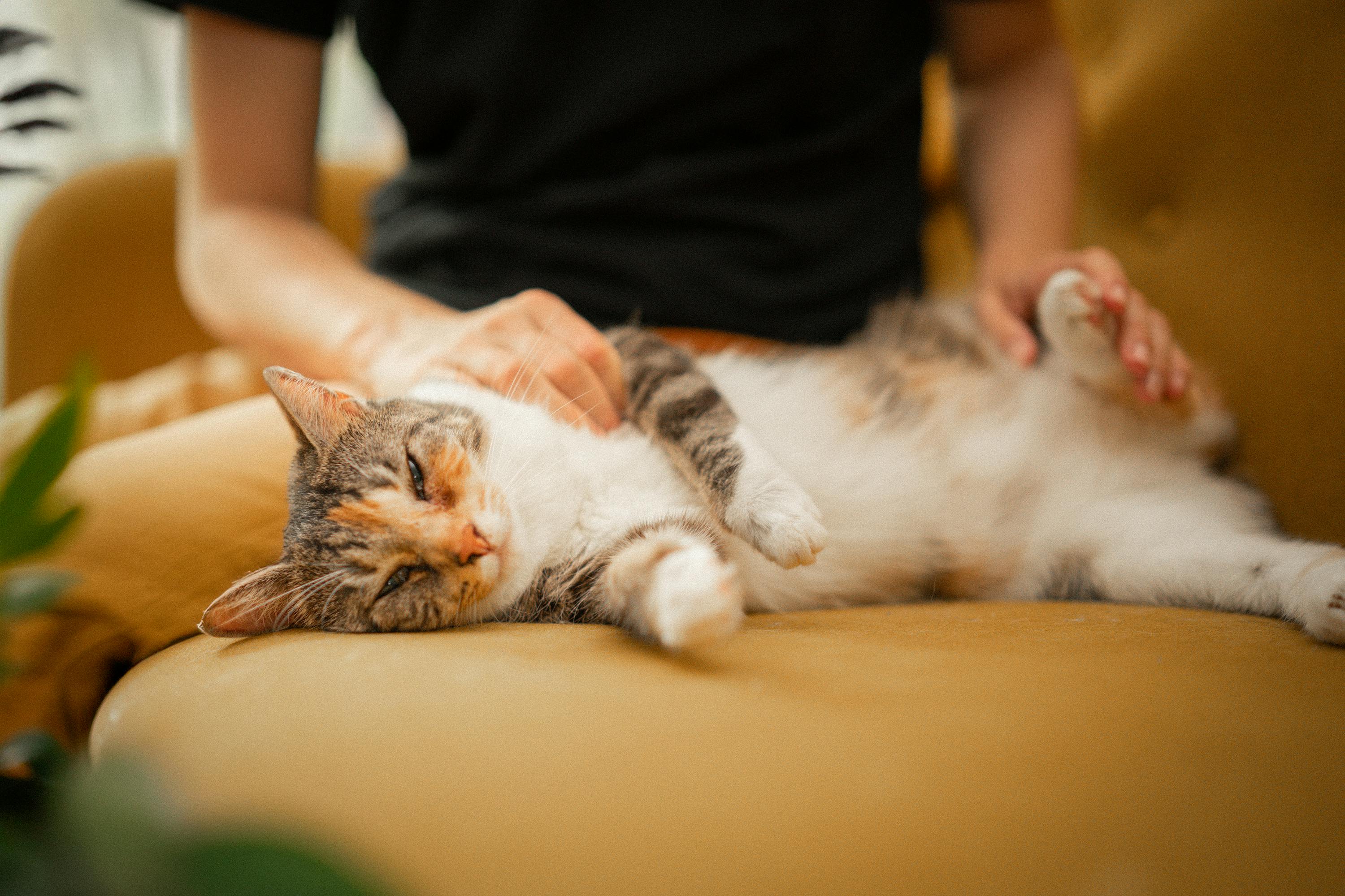 Signs Your Cat Has Chosen You As Their Forever Human: Understanding Feline Bonding