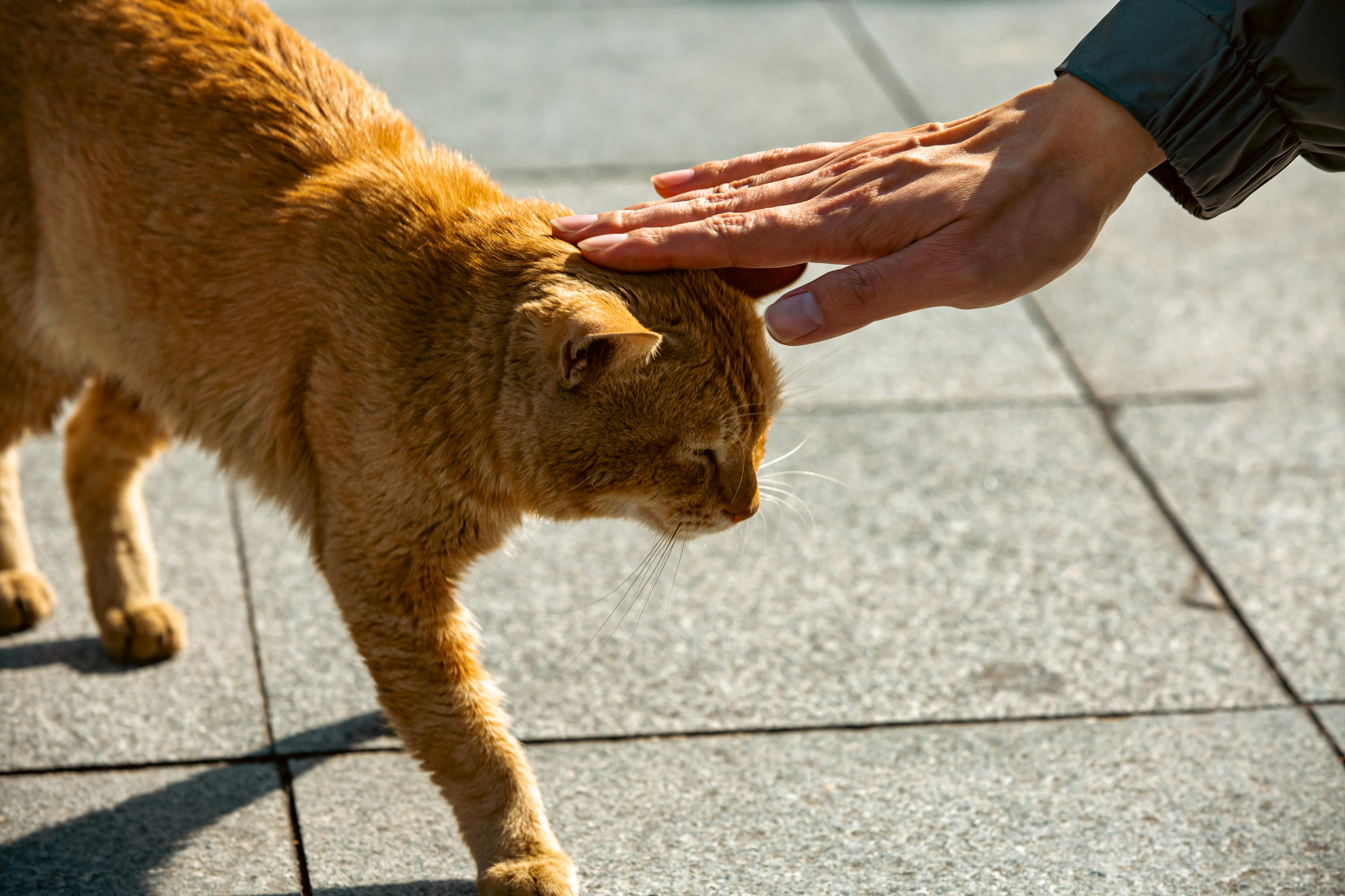 A ginger cat is lovingly patted on the head by a human hand in an outdoor | Kitty Nook
