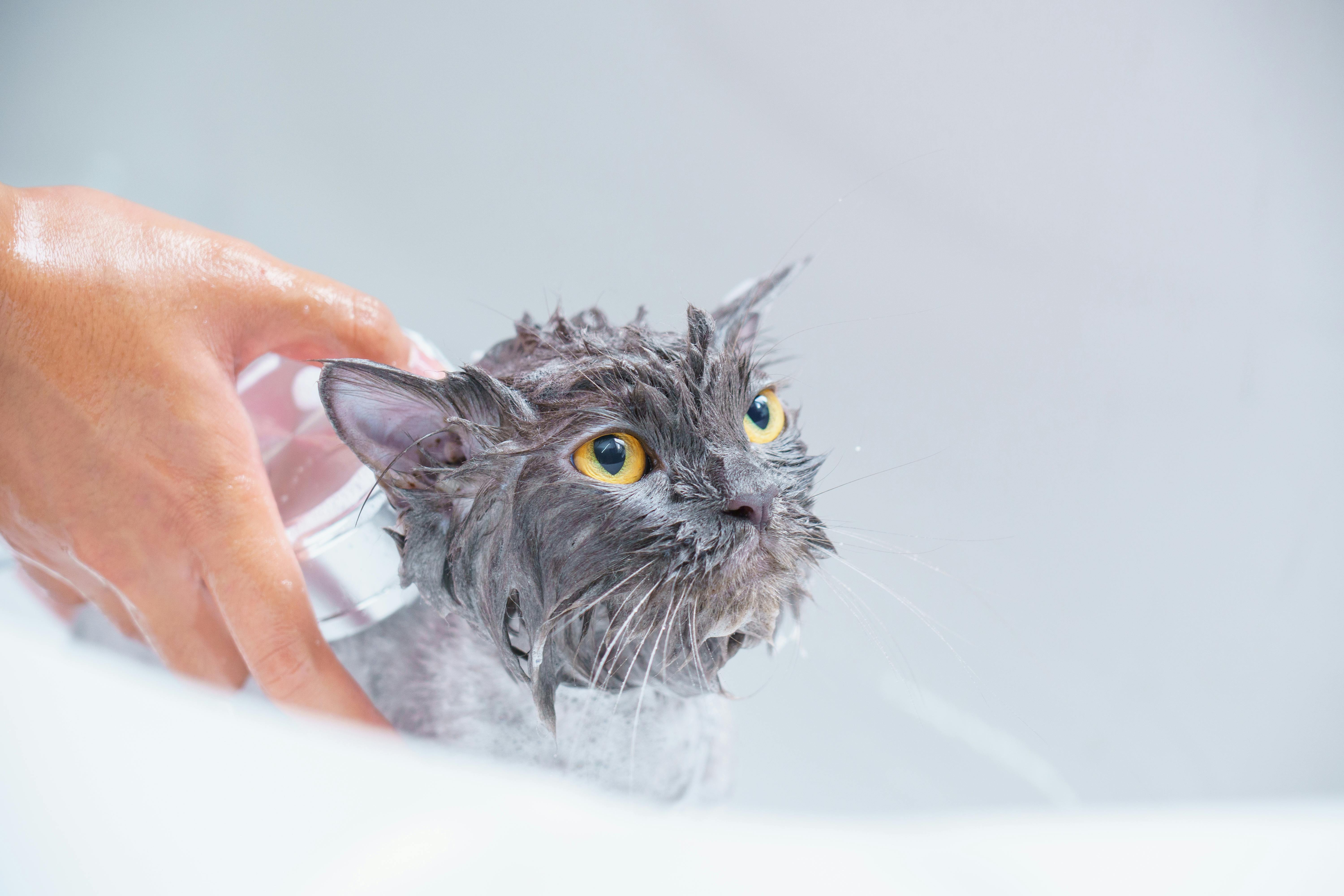 A grey cat with yellow eyes being bathed gently by a hand in a close-up view | Kitty Nook