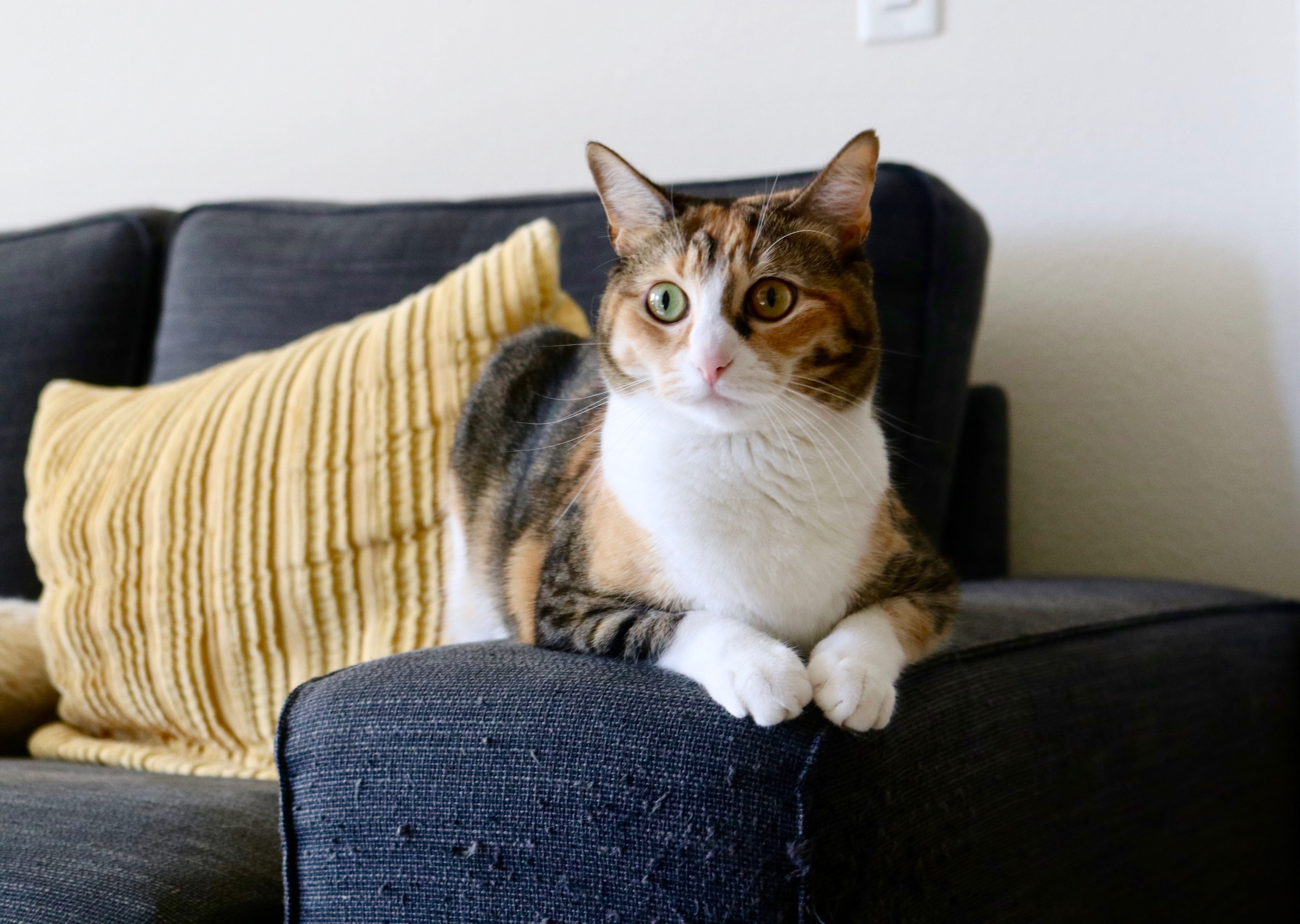 Adorable calico cat relaxing on a sofa indoors with a yellow pillow | Kitty Nook