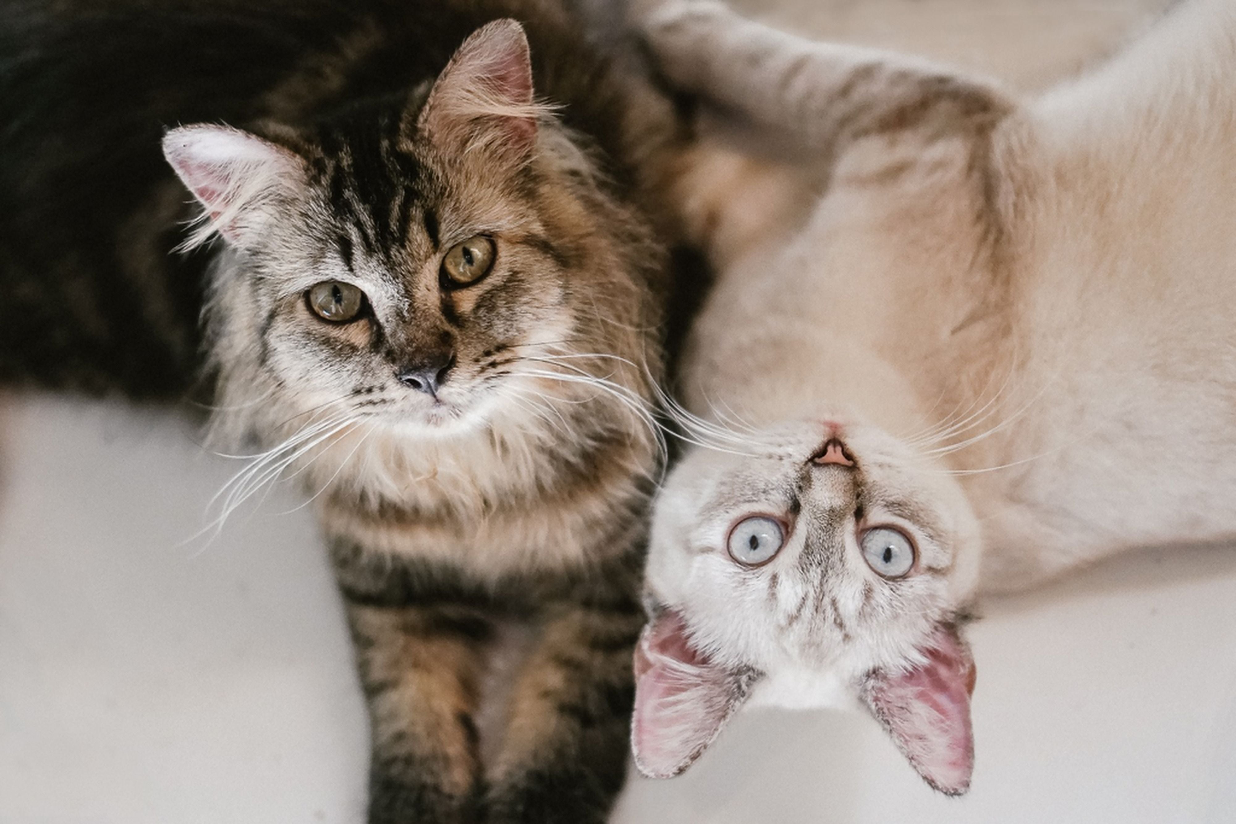 two cat looking at above | Kitty Nook