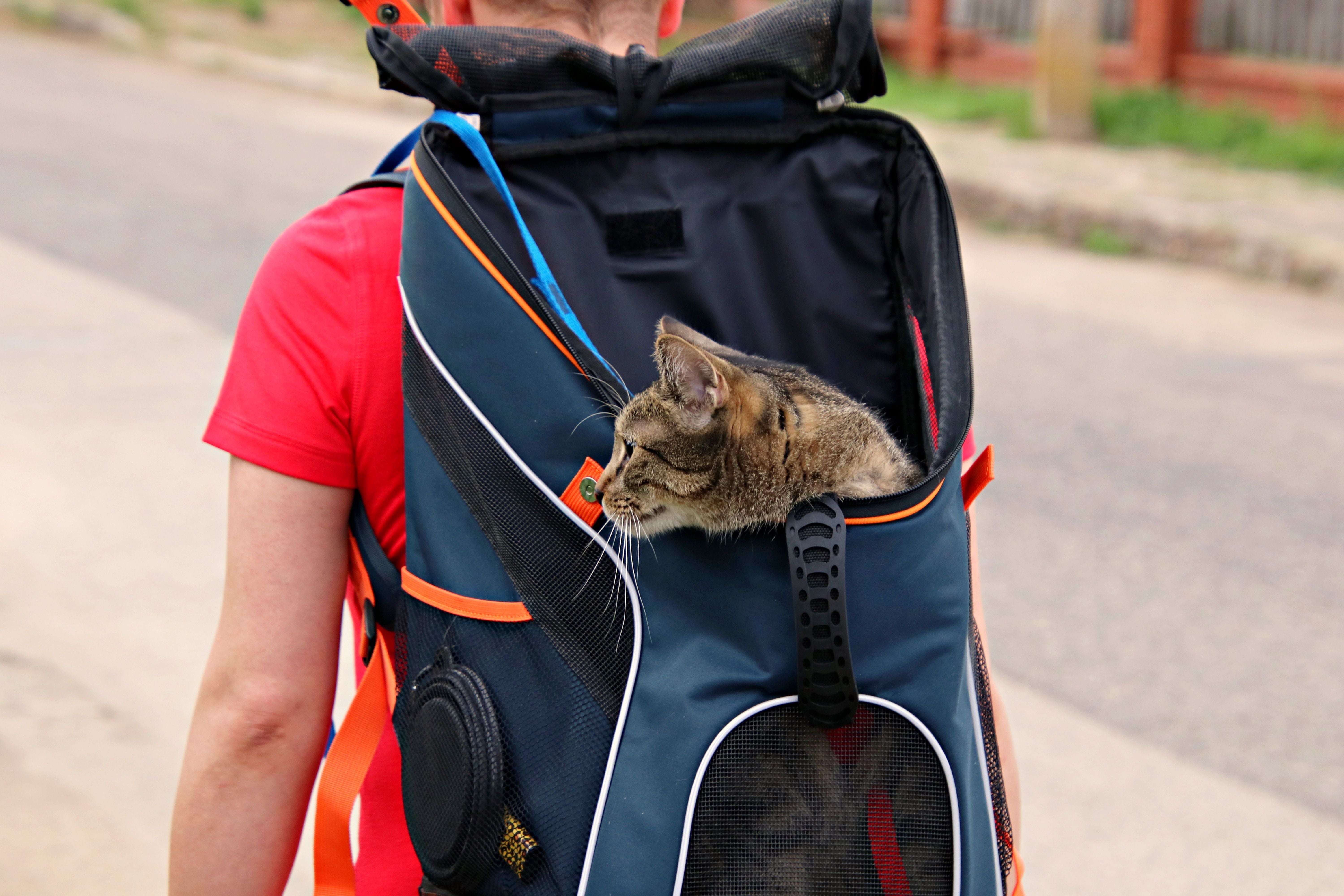 A domestic cat peeks out from a backpack worn by an adult | Kitty Nook