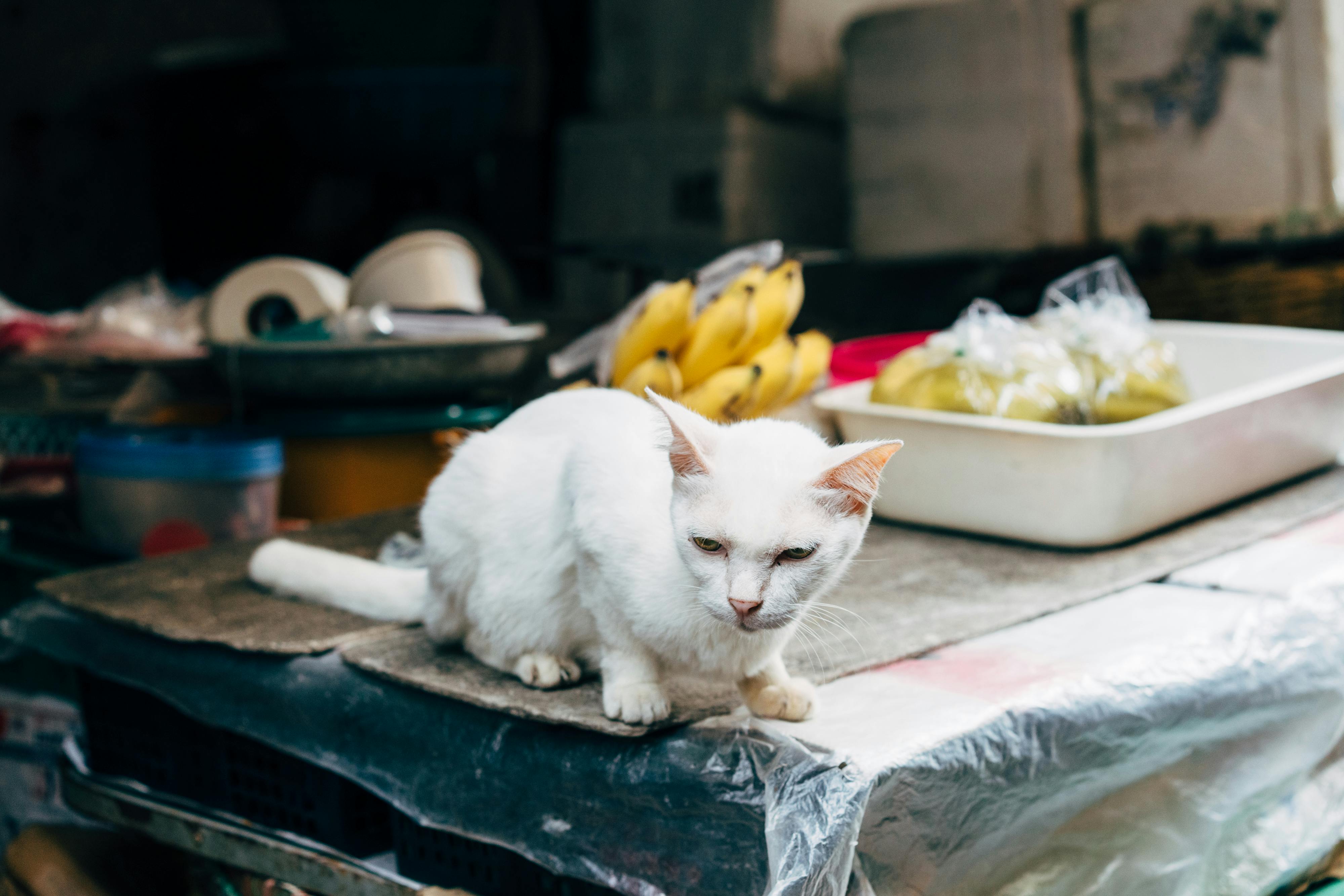 Can Cats Eat Bananas? A Comprehensive Guide for Pet Owners