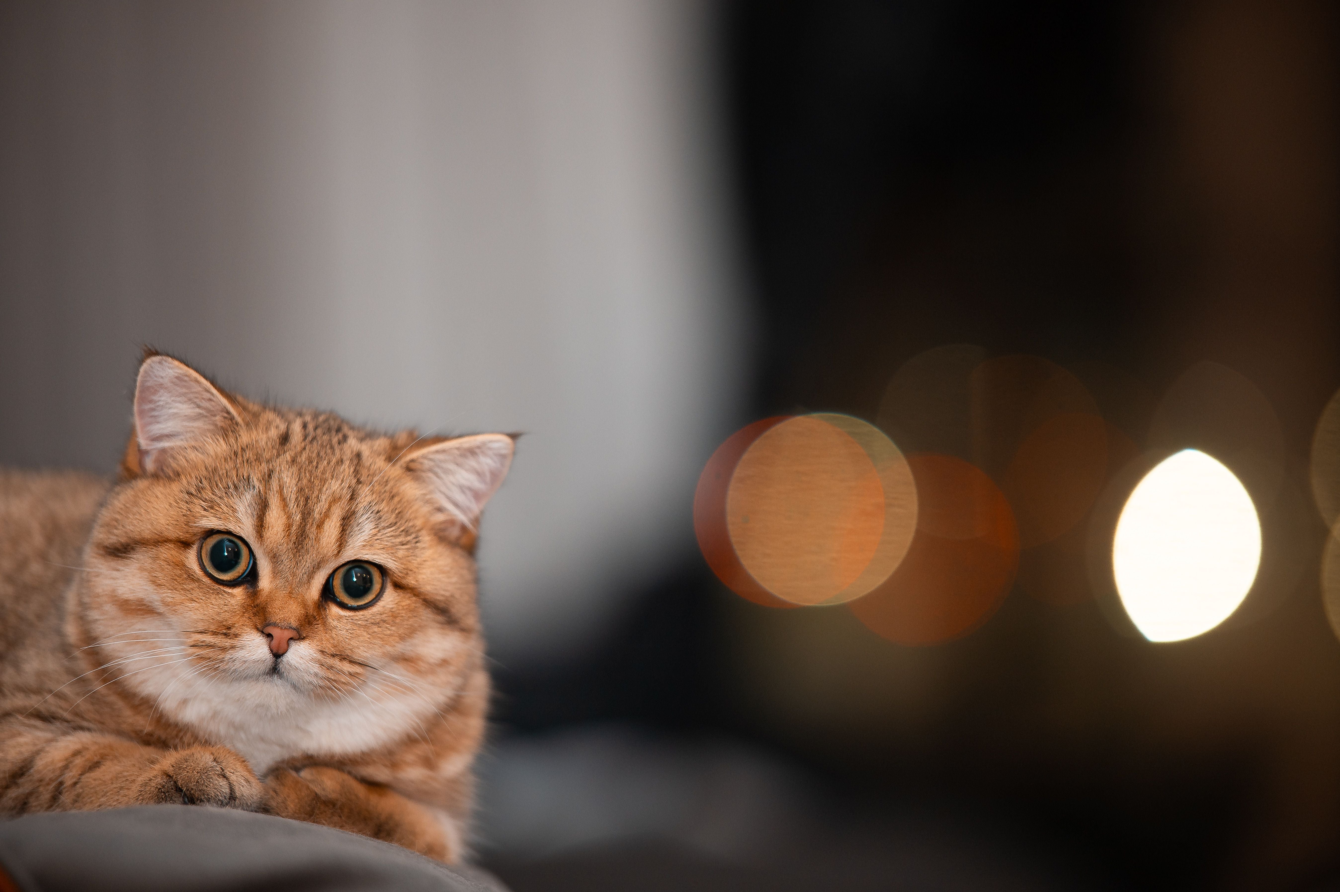 How to Take Care of a Cat With Wobbly Cat Syndrome | Kitty Nook