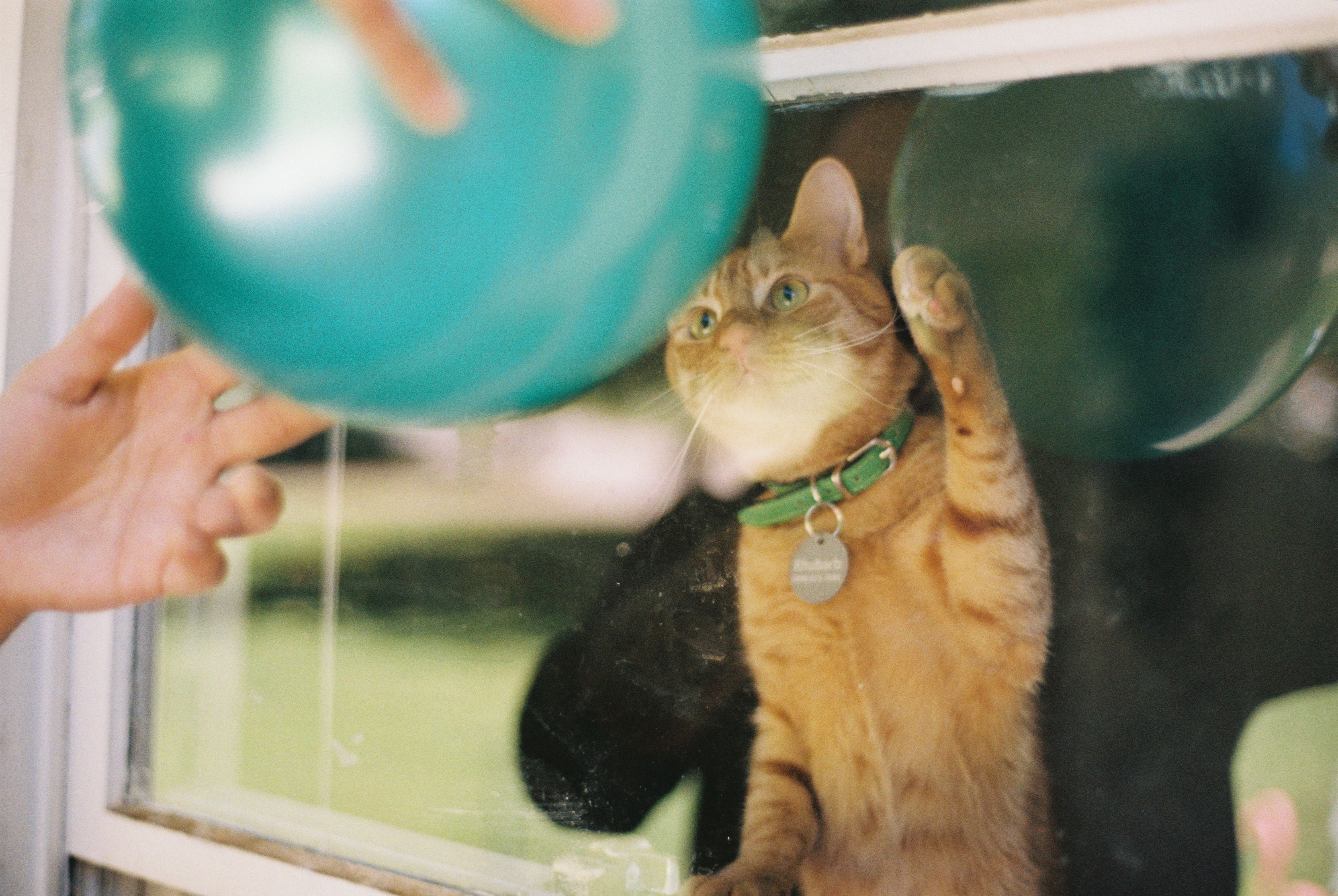 Playful tabby cat interacting with a green balloon through a window | Kitty Nook