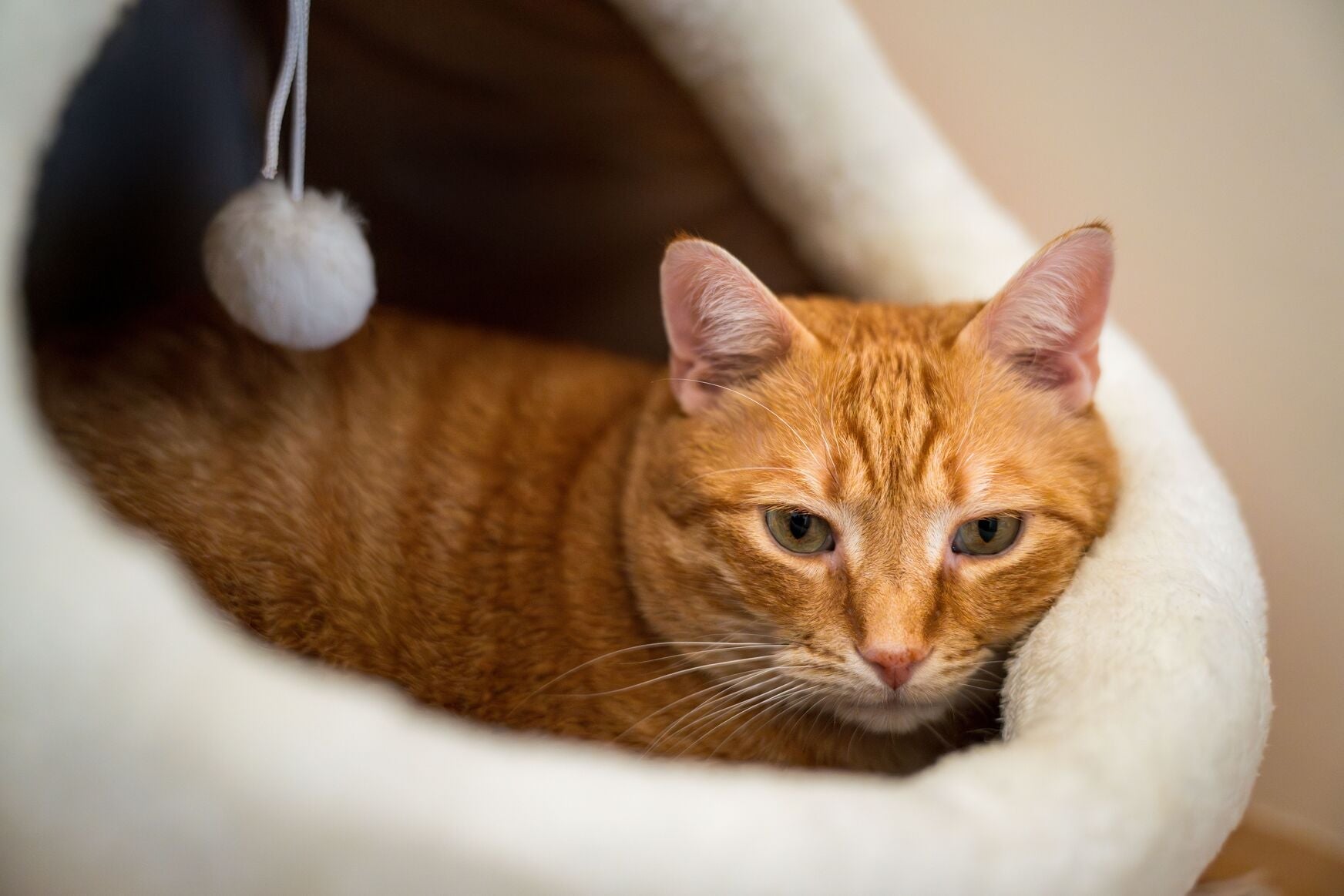 An orange cat is loafing inside a cave bed | Kitty Nook