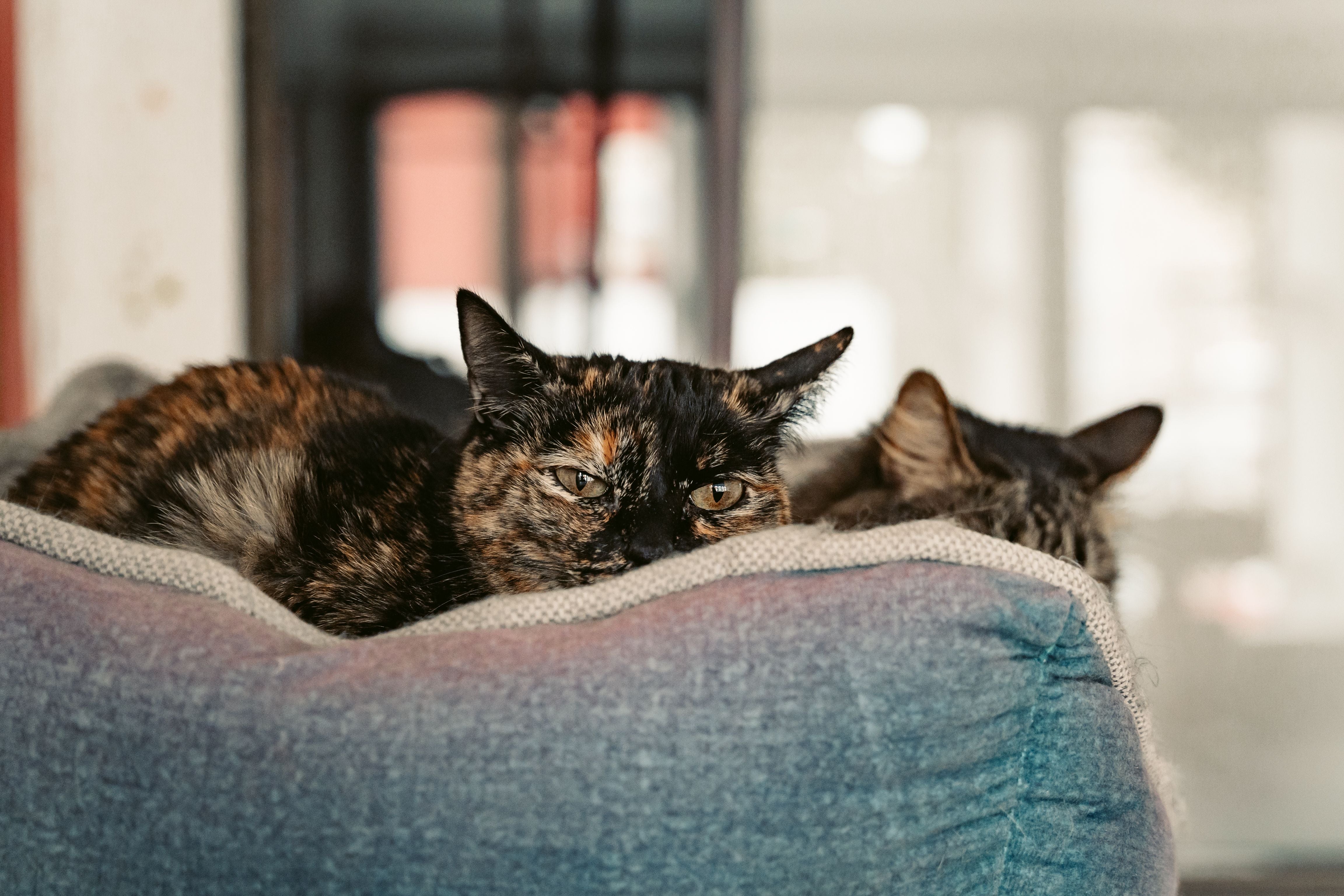 Two cats relax in a cozy pet bed indoors, showcasing comfort and companionship | Kitty Nook