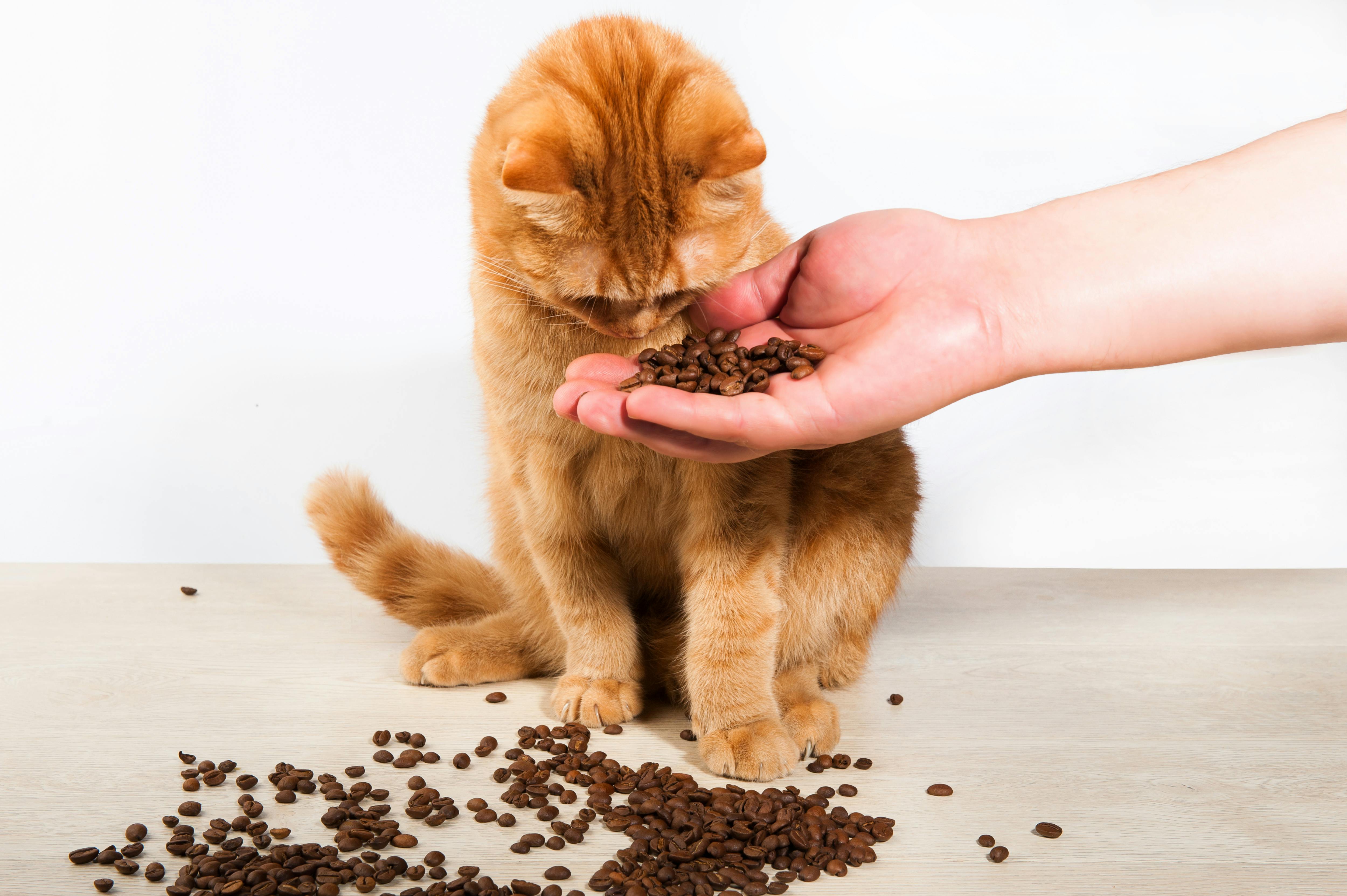 Ginger cat curiously sniffing coffee beans held in a hand | Kitty Nook