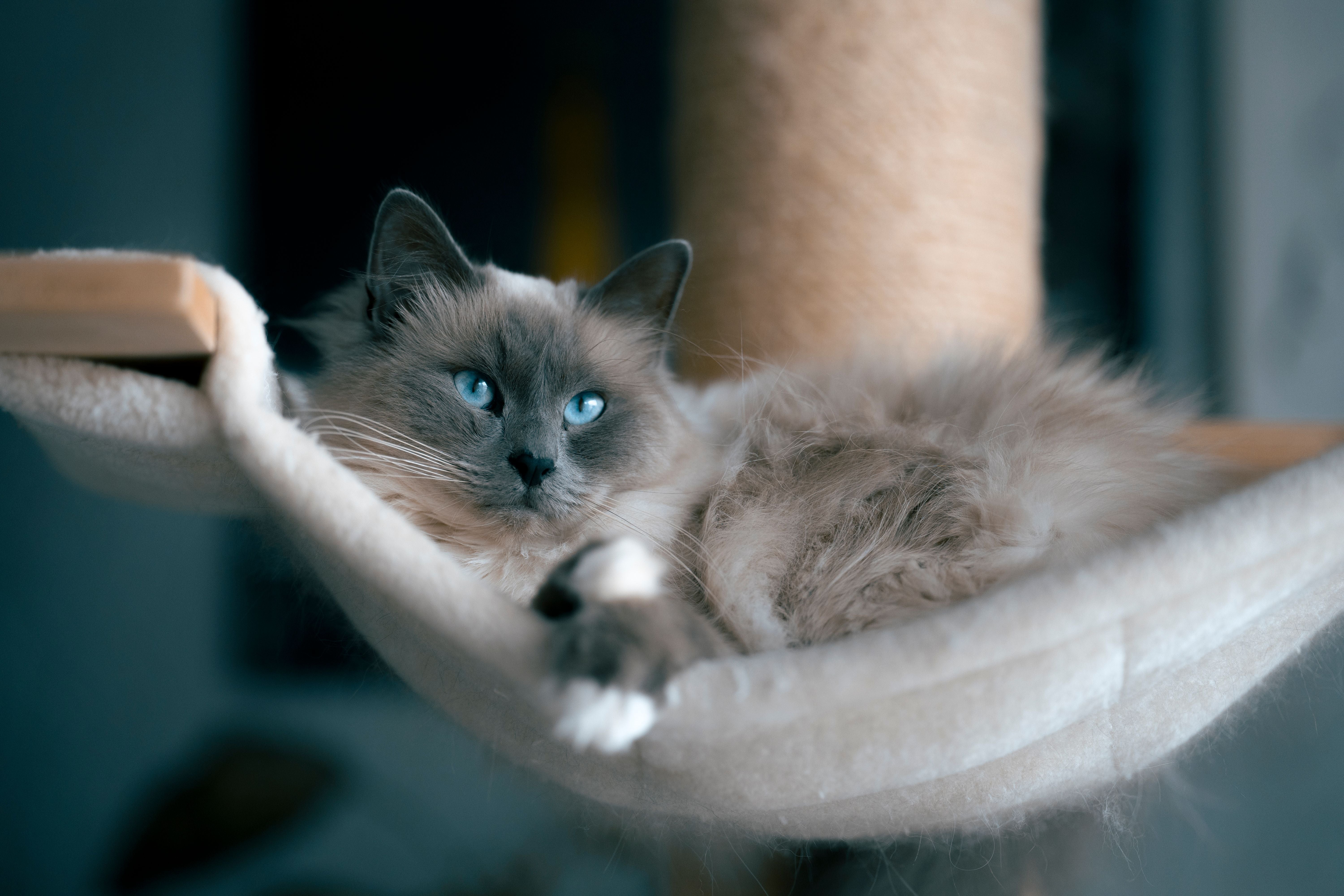 Cat Hammock Bed: Comfort, Style, and Function | Kitty Nook
