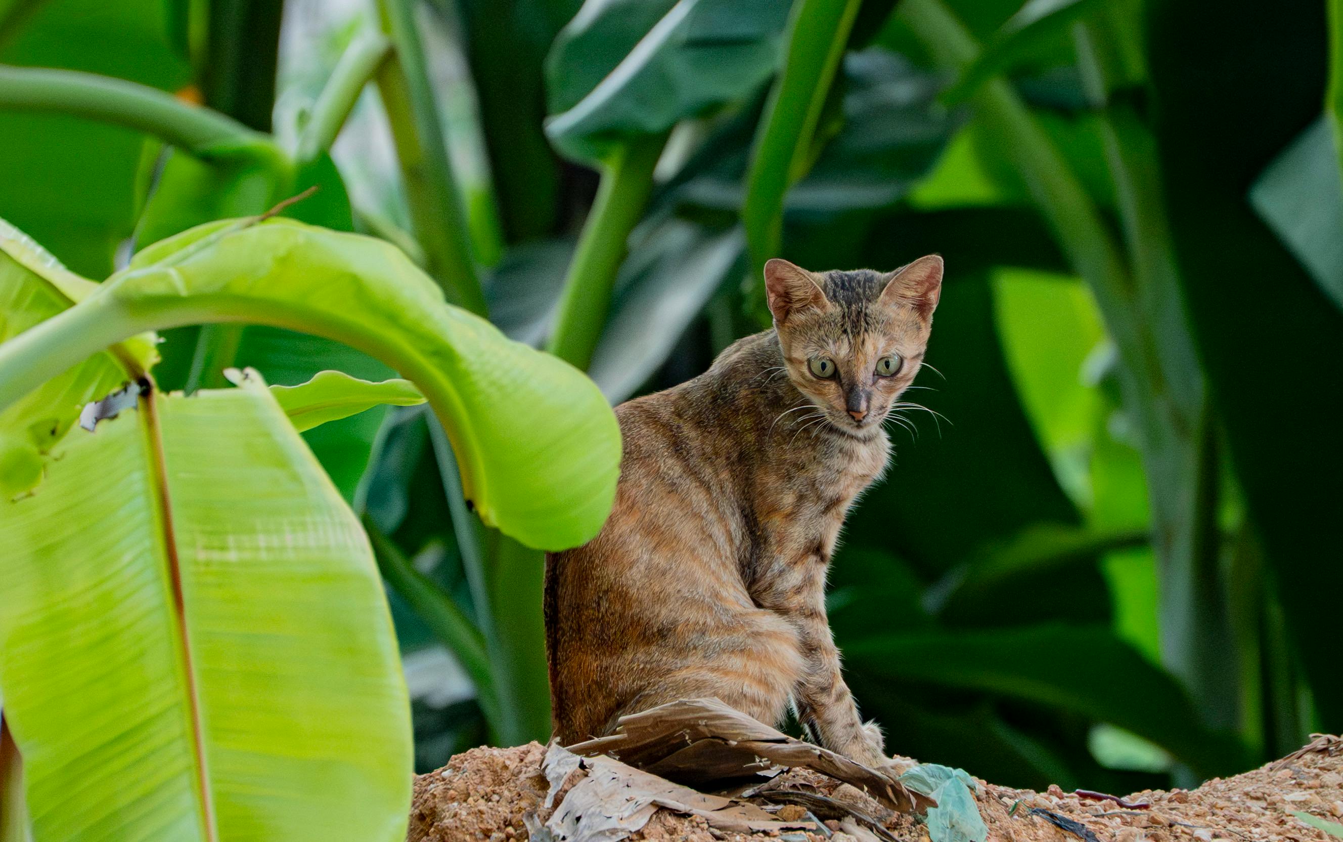 Cat in The Wild | Kitty Nook