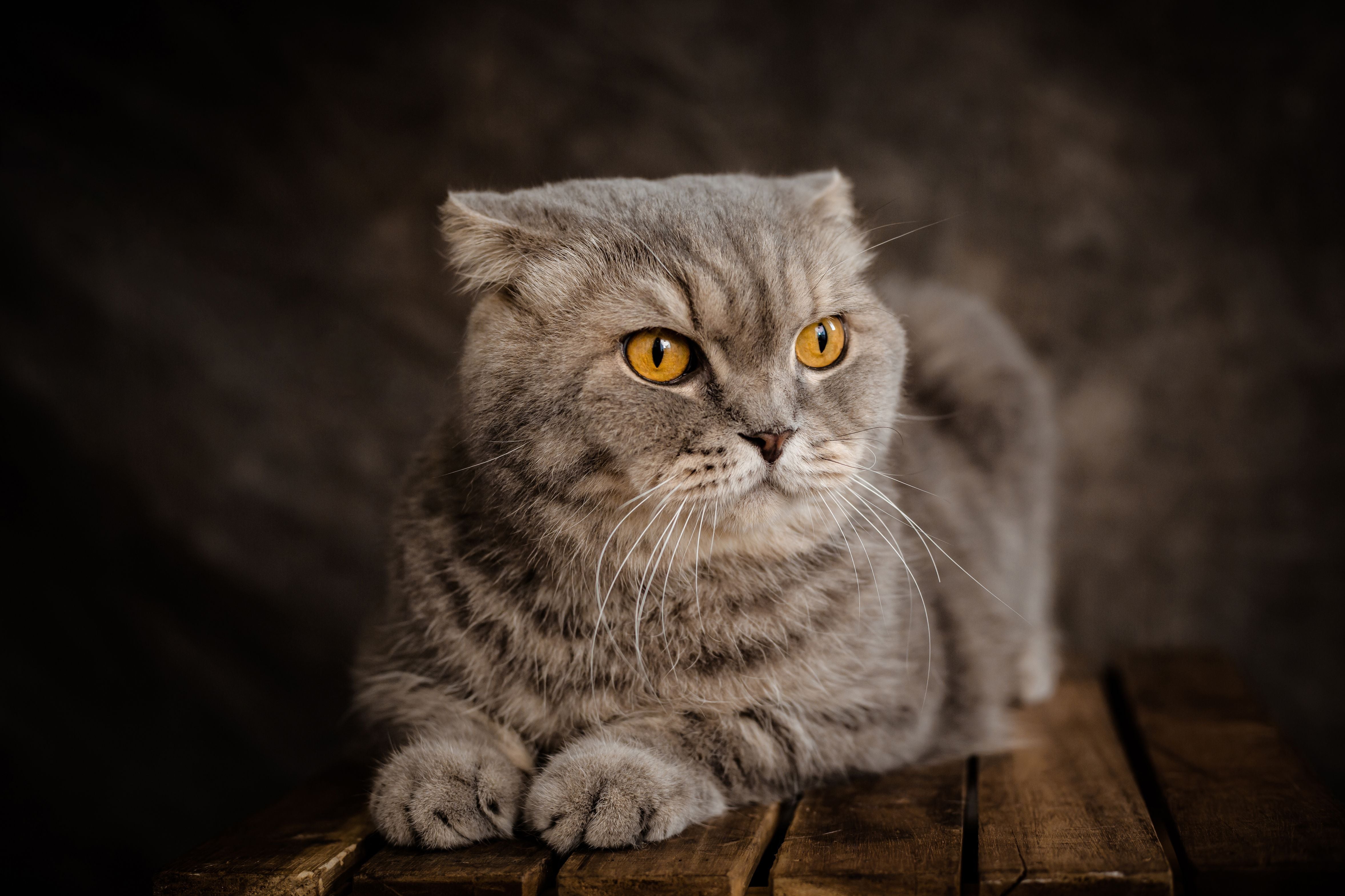Charming portrait of a Scottish Fold cat with striking amber eyes | Kitty Nook