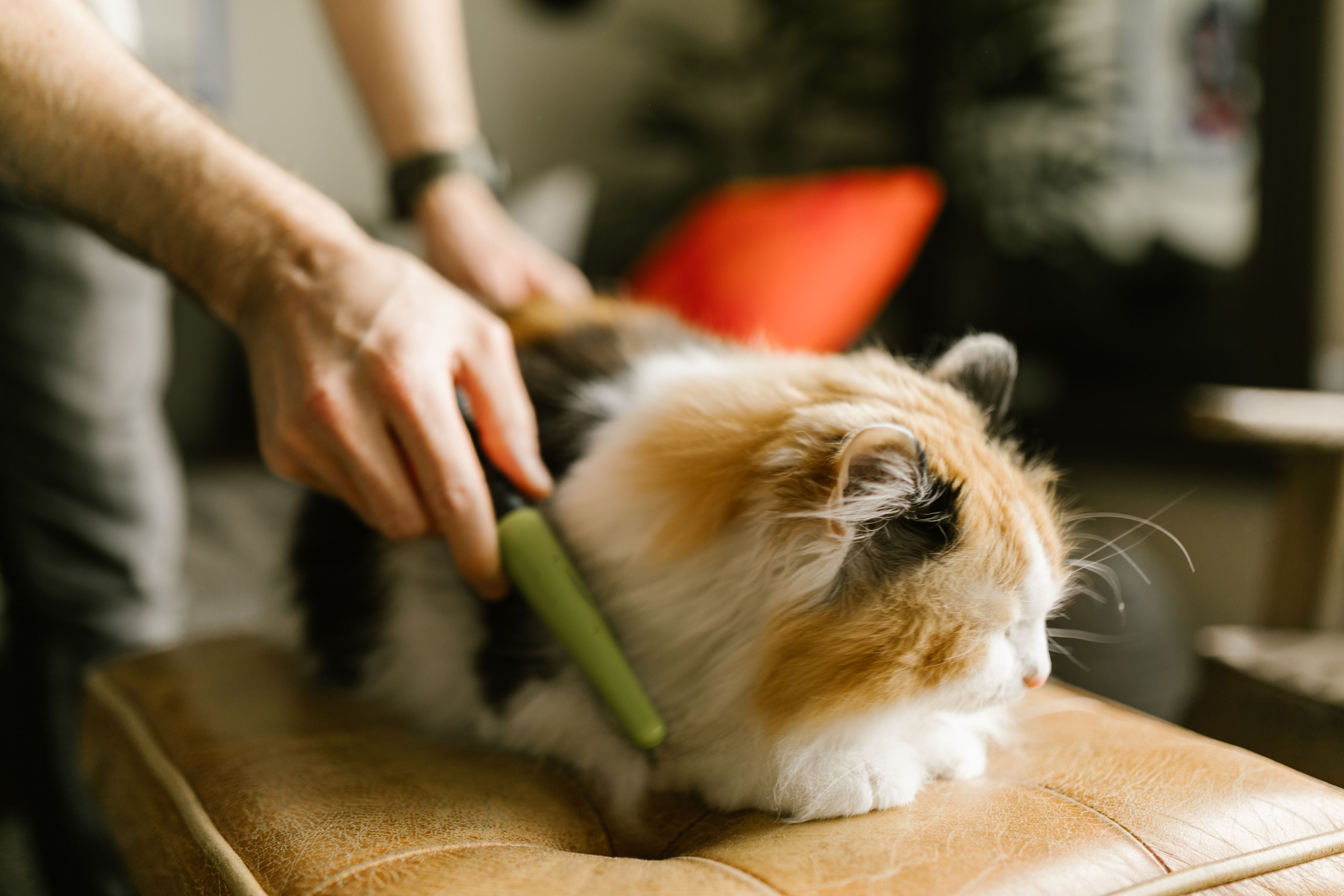 A person gently combs a fluffy calico cat indoors | Kitty Nook