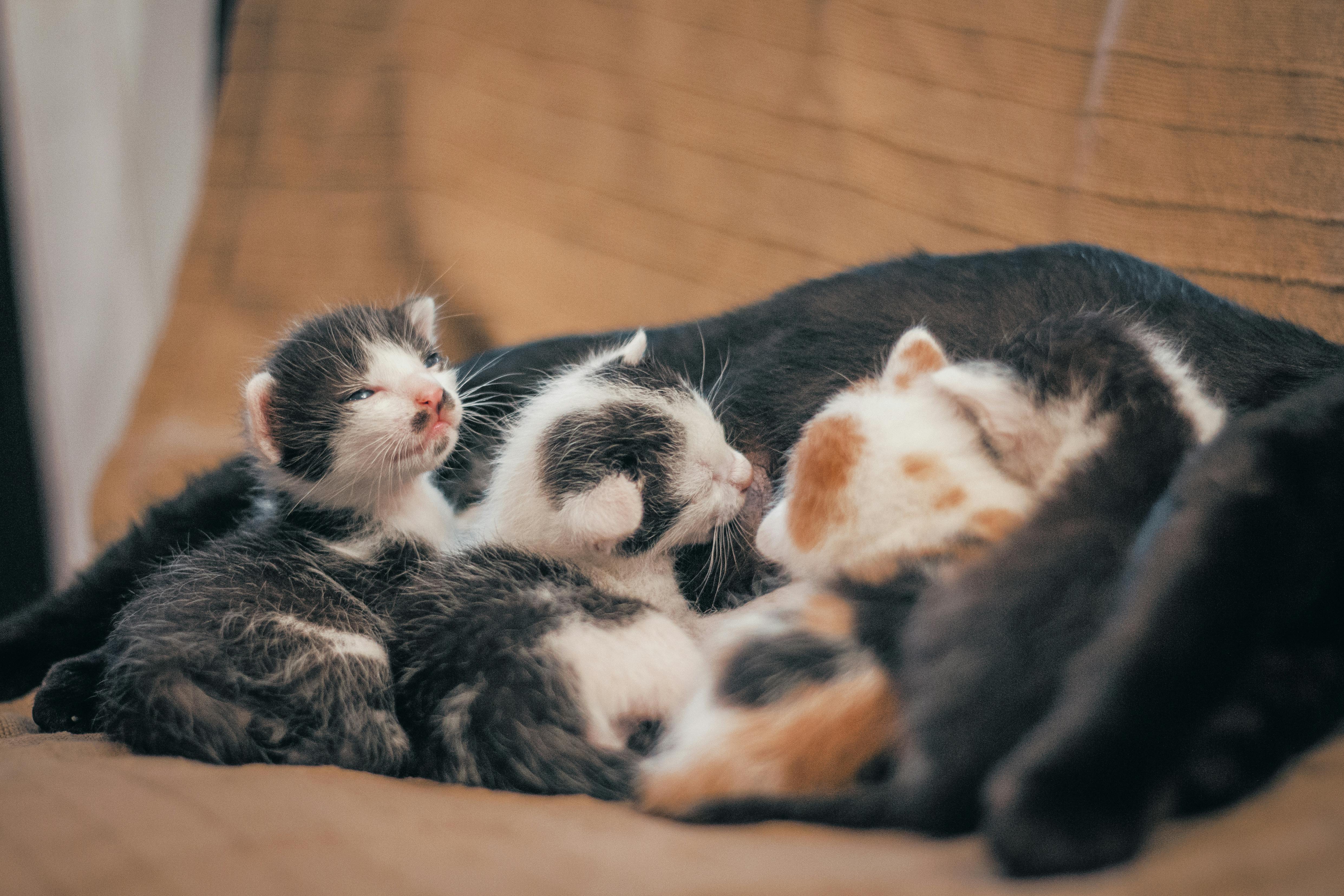 Understanding Cat Behavior Changes During Pregnancy – KittyNook Cat Co.