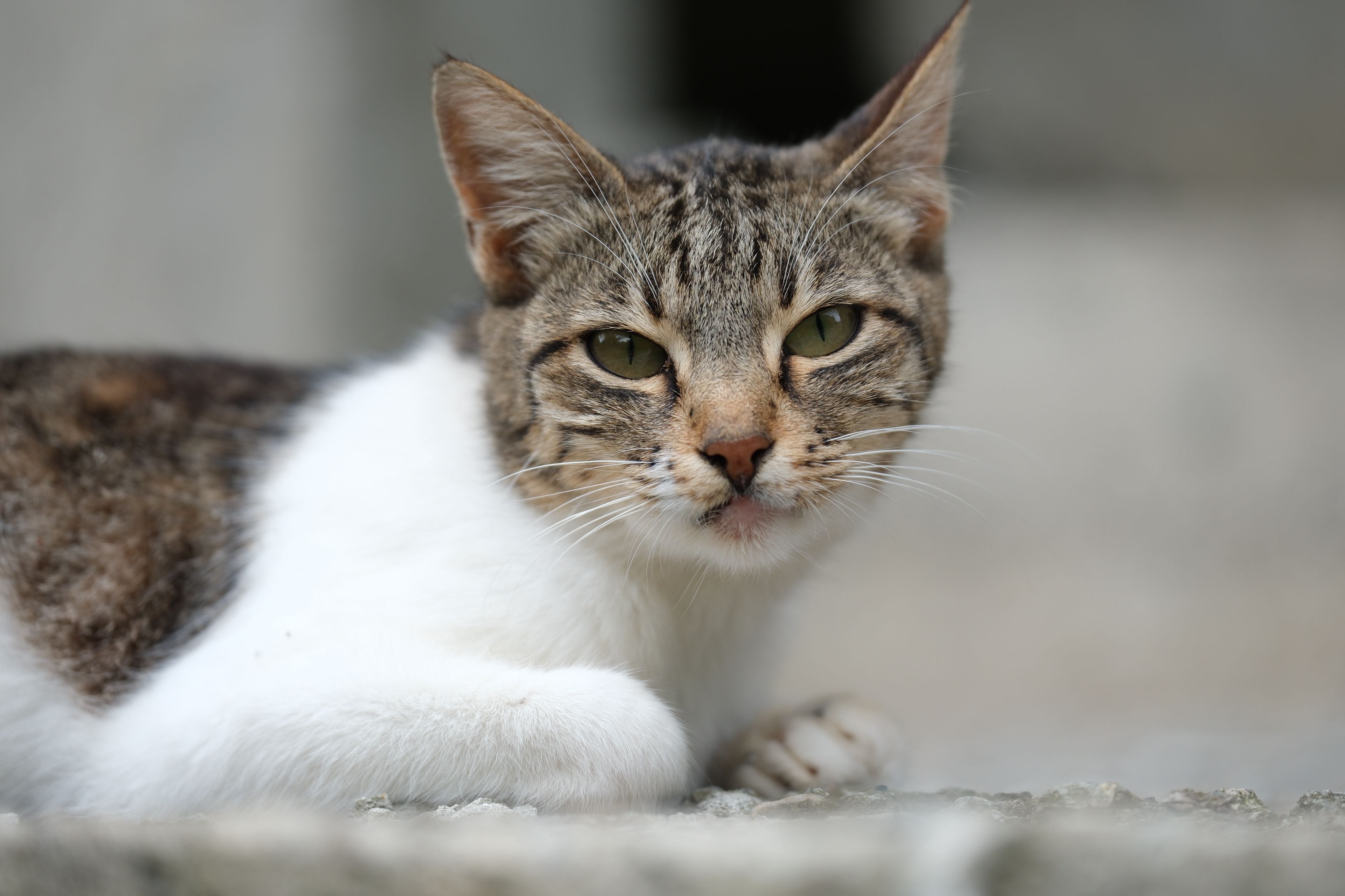 Pyometra in Female Cats: Symptoms, Causes, and Care | Kitty Nook