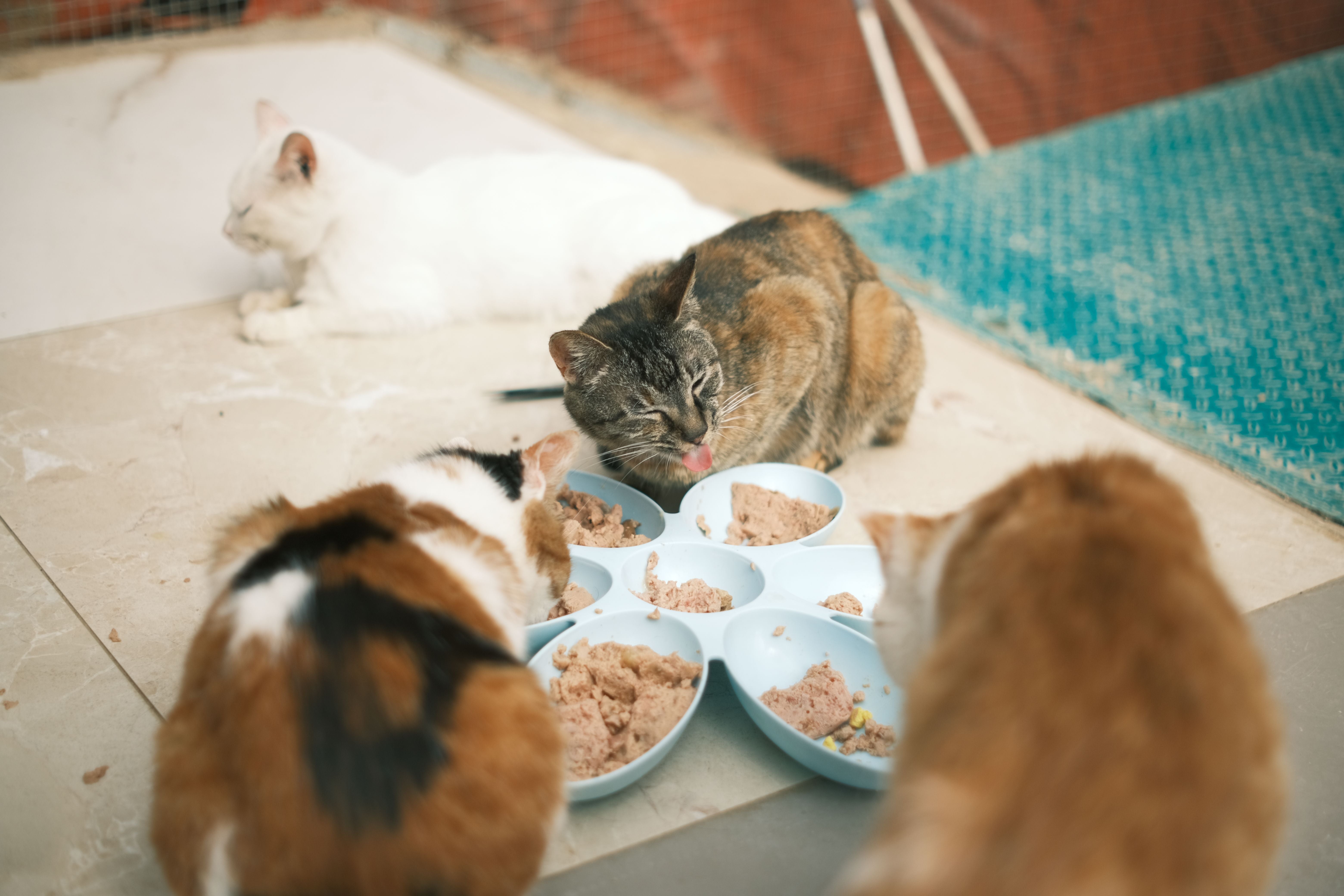 Close up of Kittens Eating | Kitty Nook