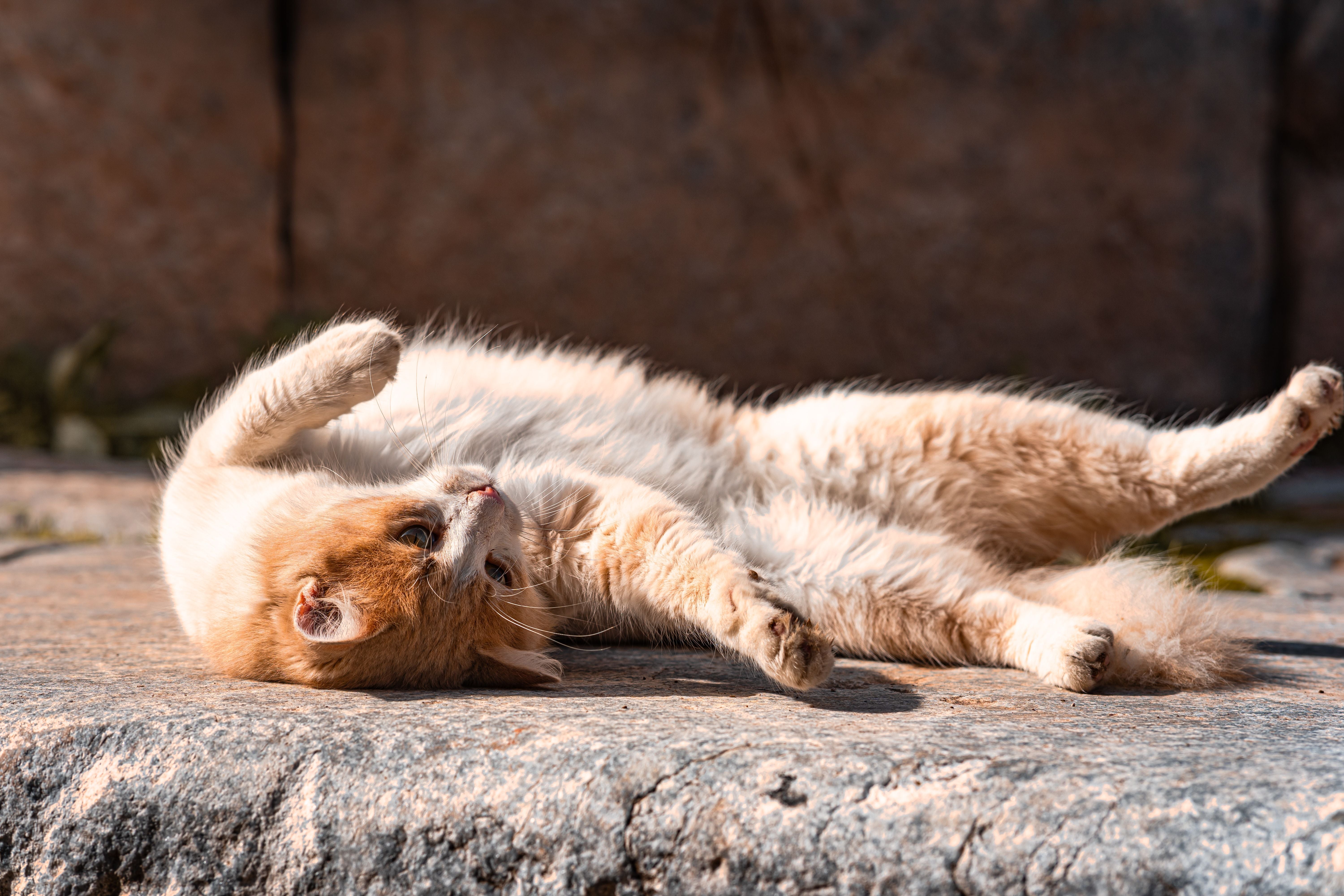 Adorable cat basking on stone surface in warm daylight | Kitty Nook