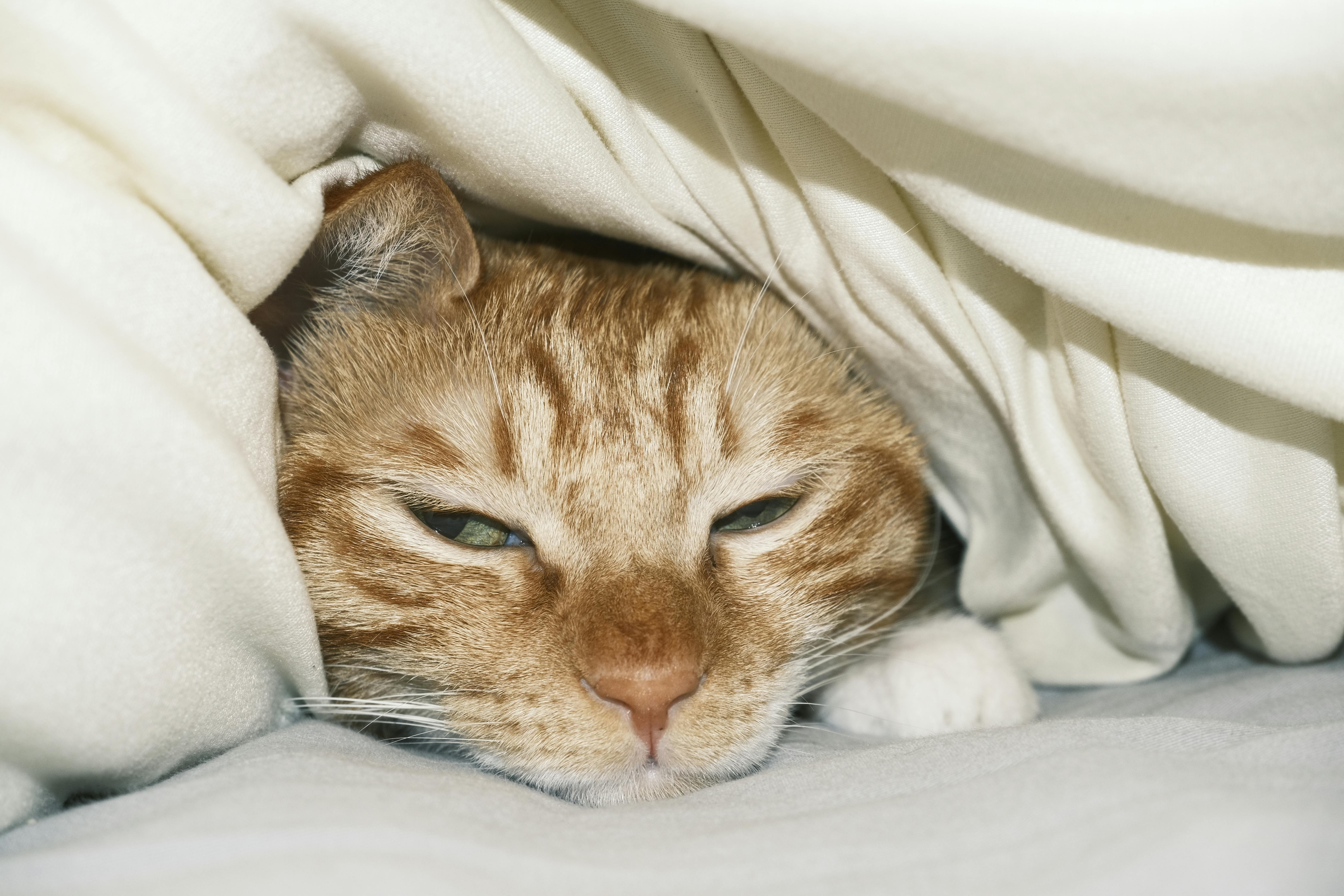Cat Lying Under Blanket | Kitty Nook
