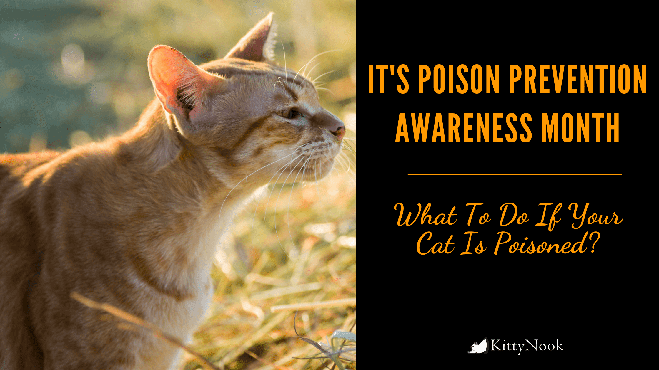 Poison Prevention Awareness Month: What To Do When Your Cat Is Poisoned? - KittyNook