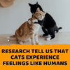 a black cat hugging a ginger cat with the caption research tells us that cats experience feelings like humans