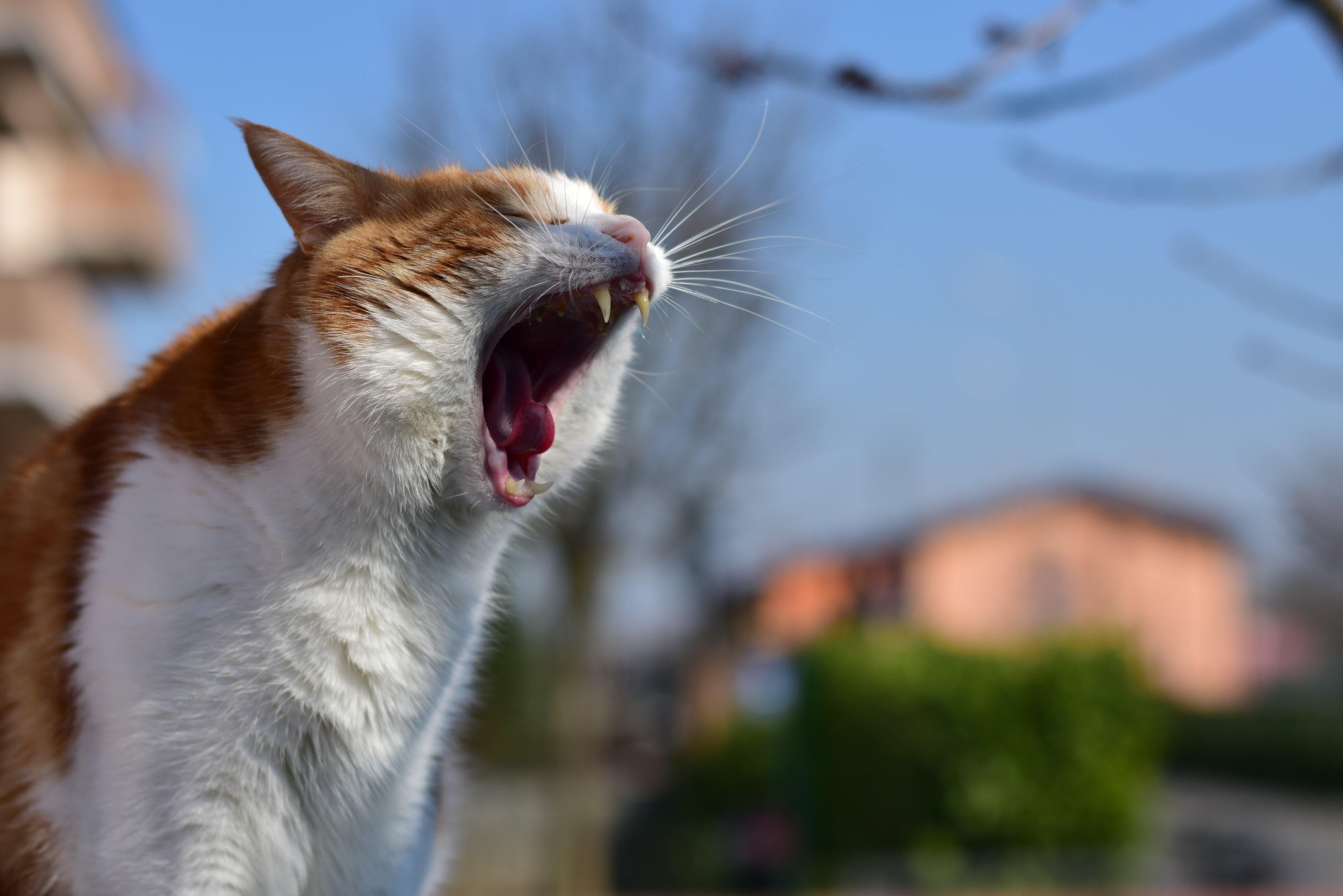A close-up of an orange and white domestic cat mid-yawn, mouth wide open, showing teeth. Bright outdoor setting with a blue sky and blurred background | Kitynook 