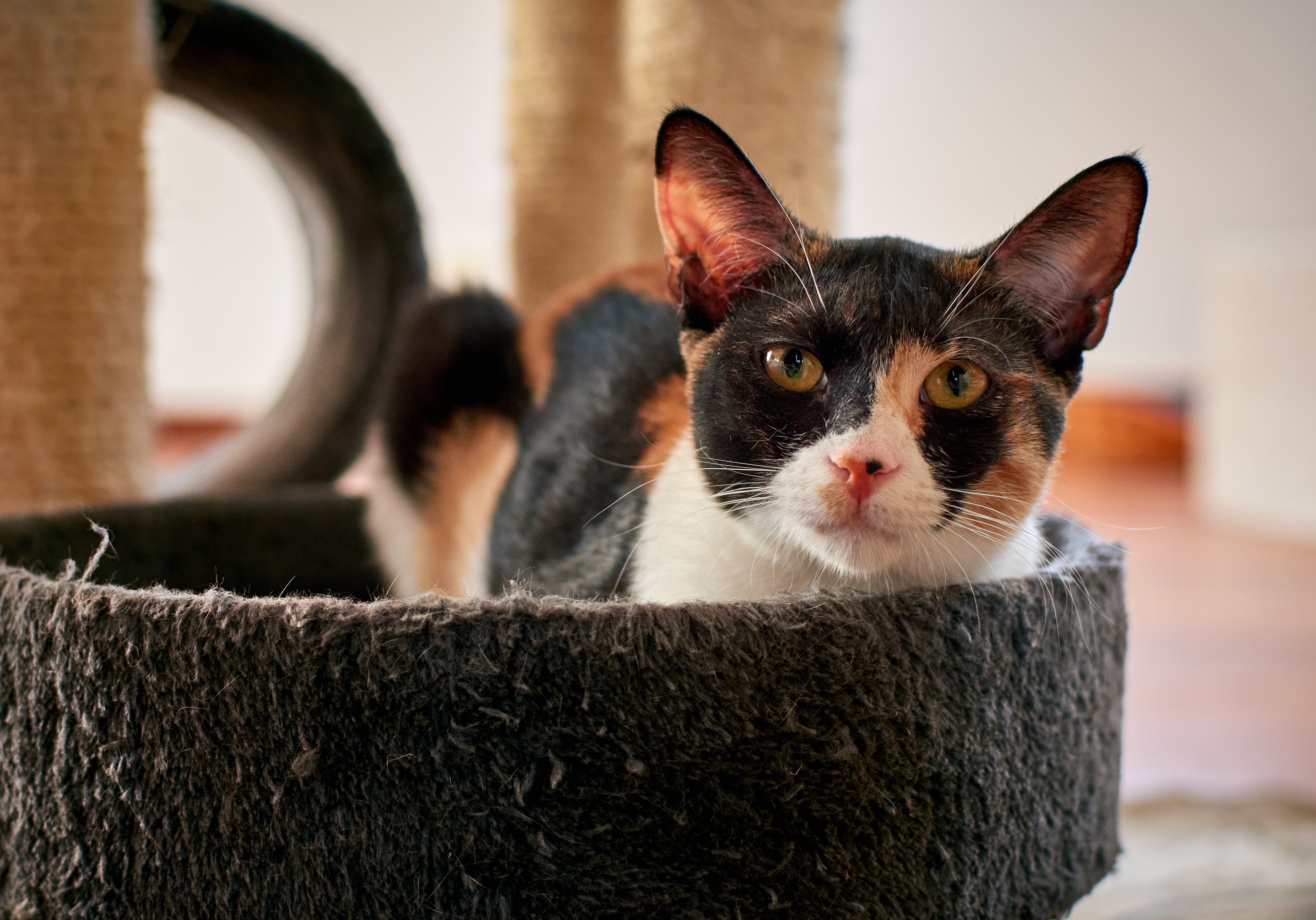 Cat sitting in the litter box | Kitty Nook