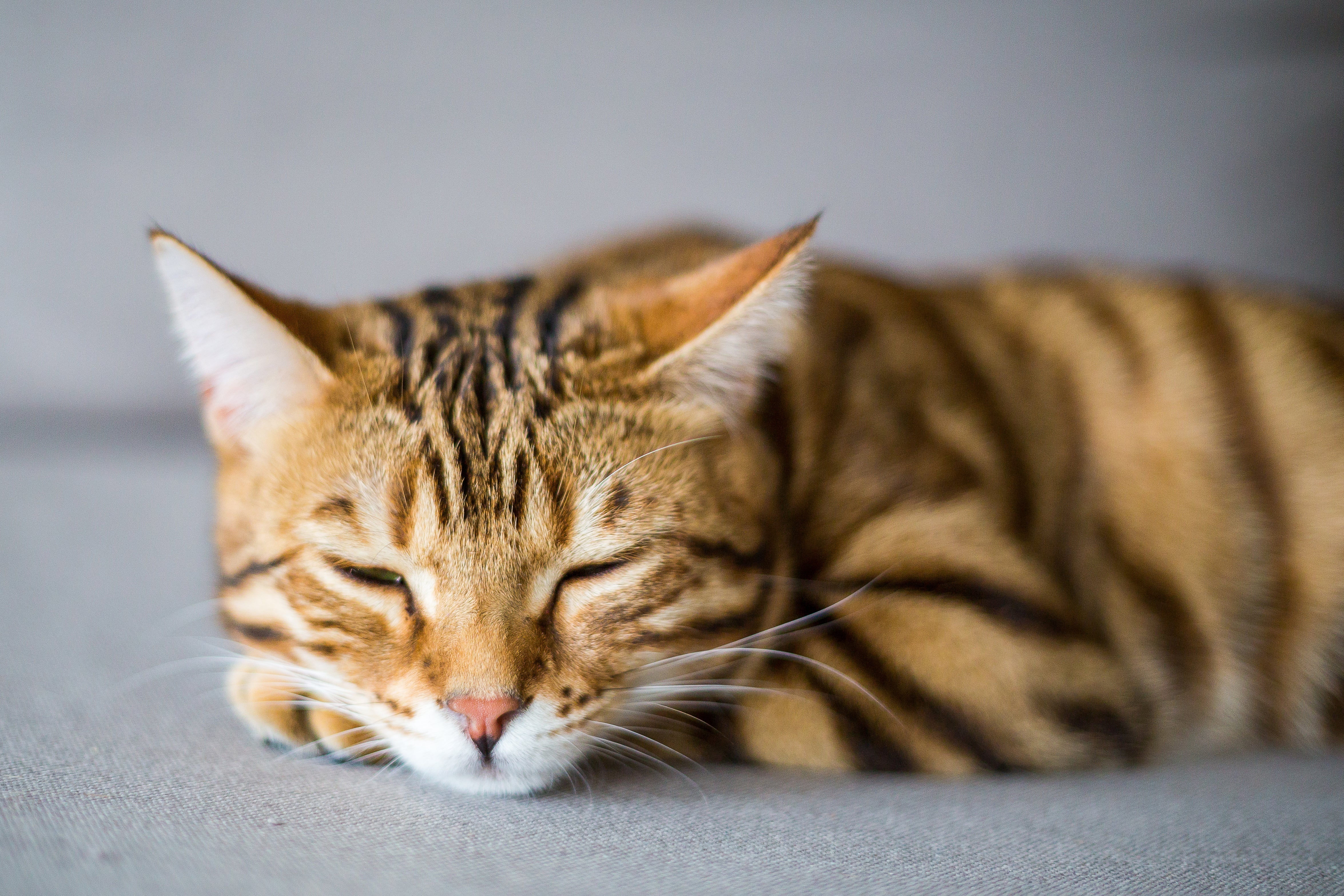 Why Recognizing Signs of Illness in Cats Early Is Crucial