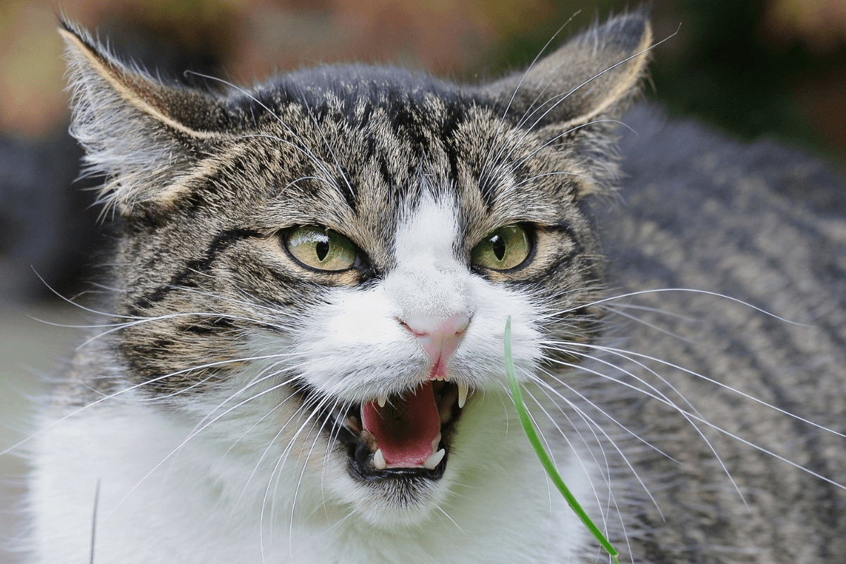 a close up of an angry cat with its mouth open | kittynook