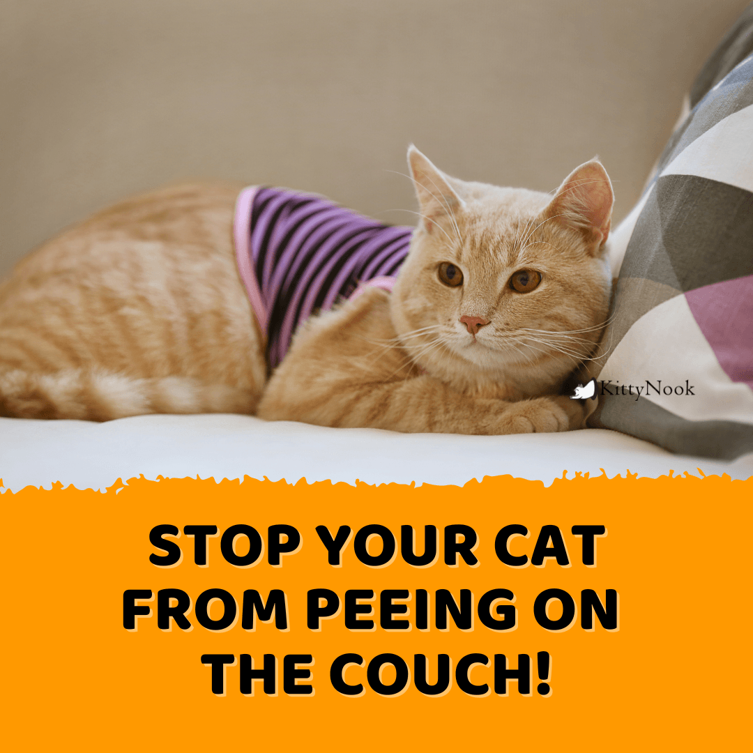 Cat peeing top on couch