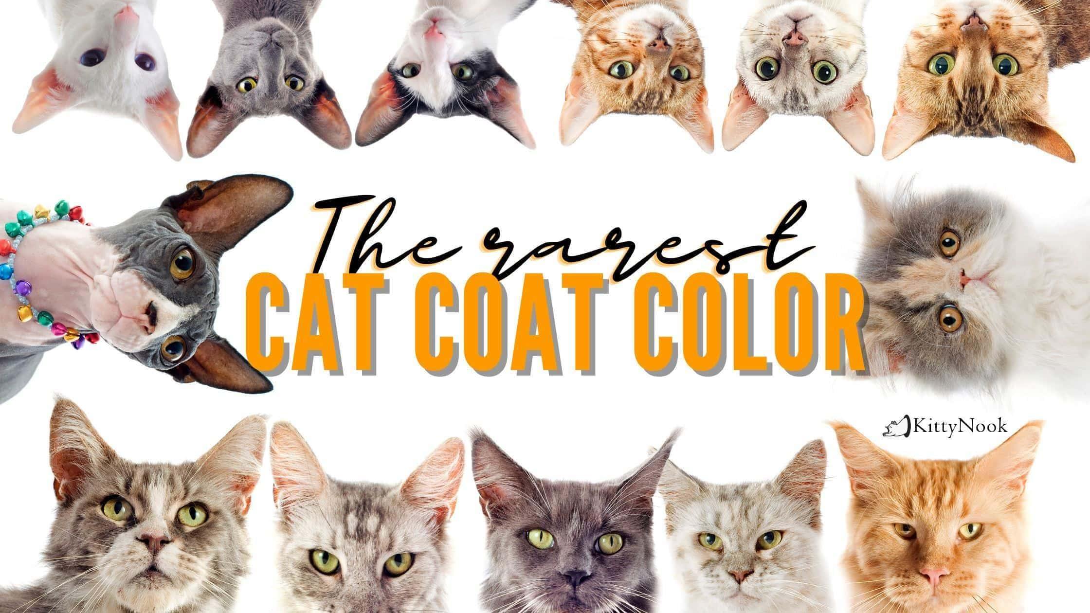 The rarest cat coats