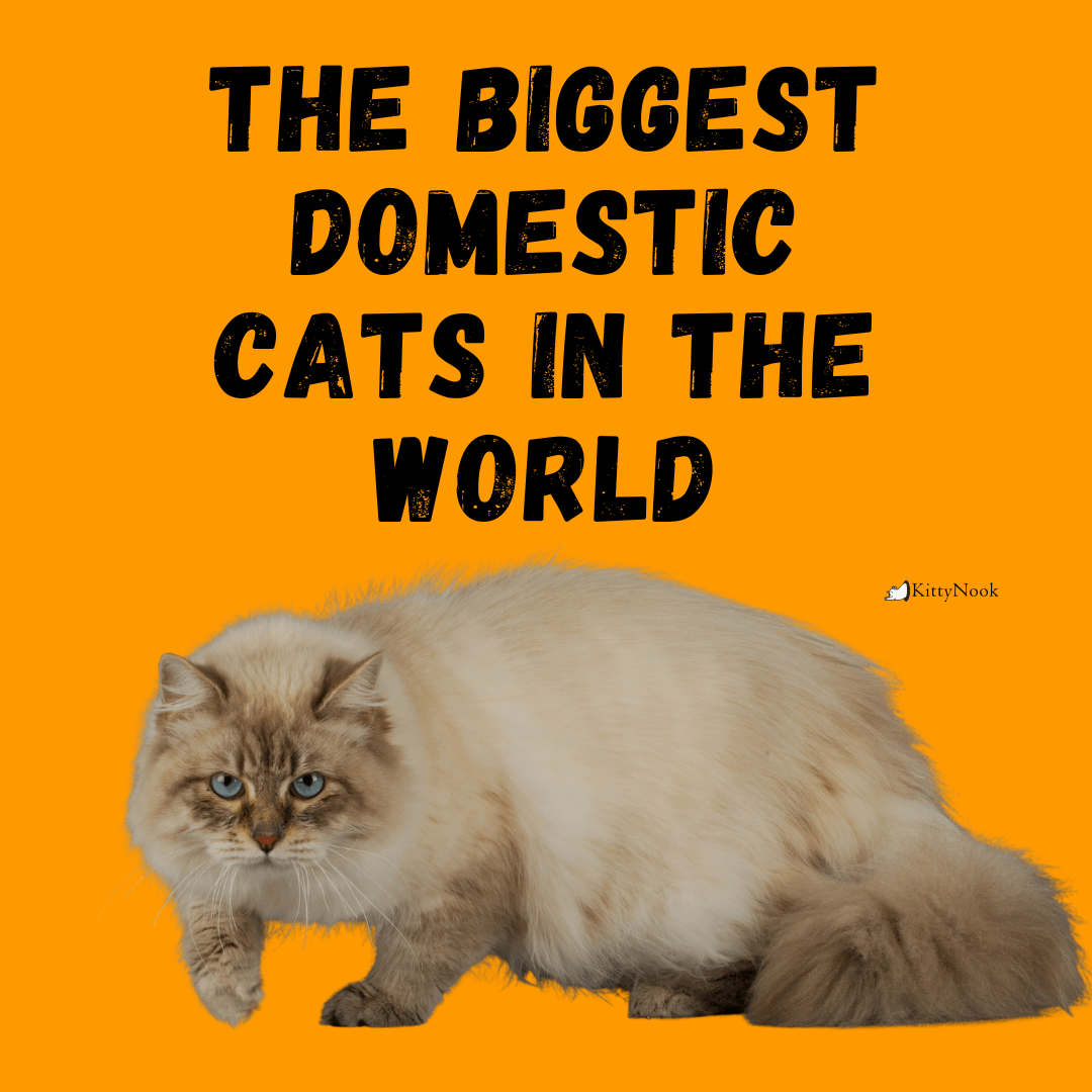 The Biggest Domestic Cats In The World - KittyNook Cat Company