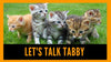 The Five Patterns of Tabby Cats - KittyNook