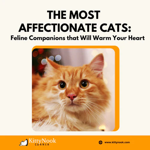 The Most Affectionate Cats